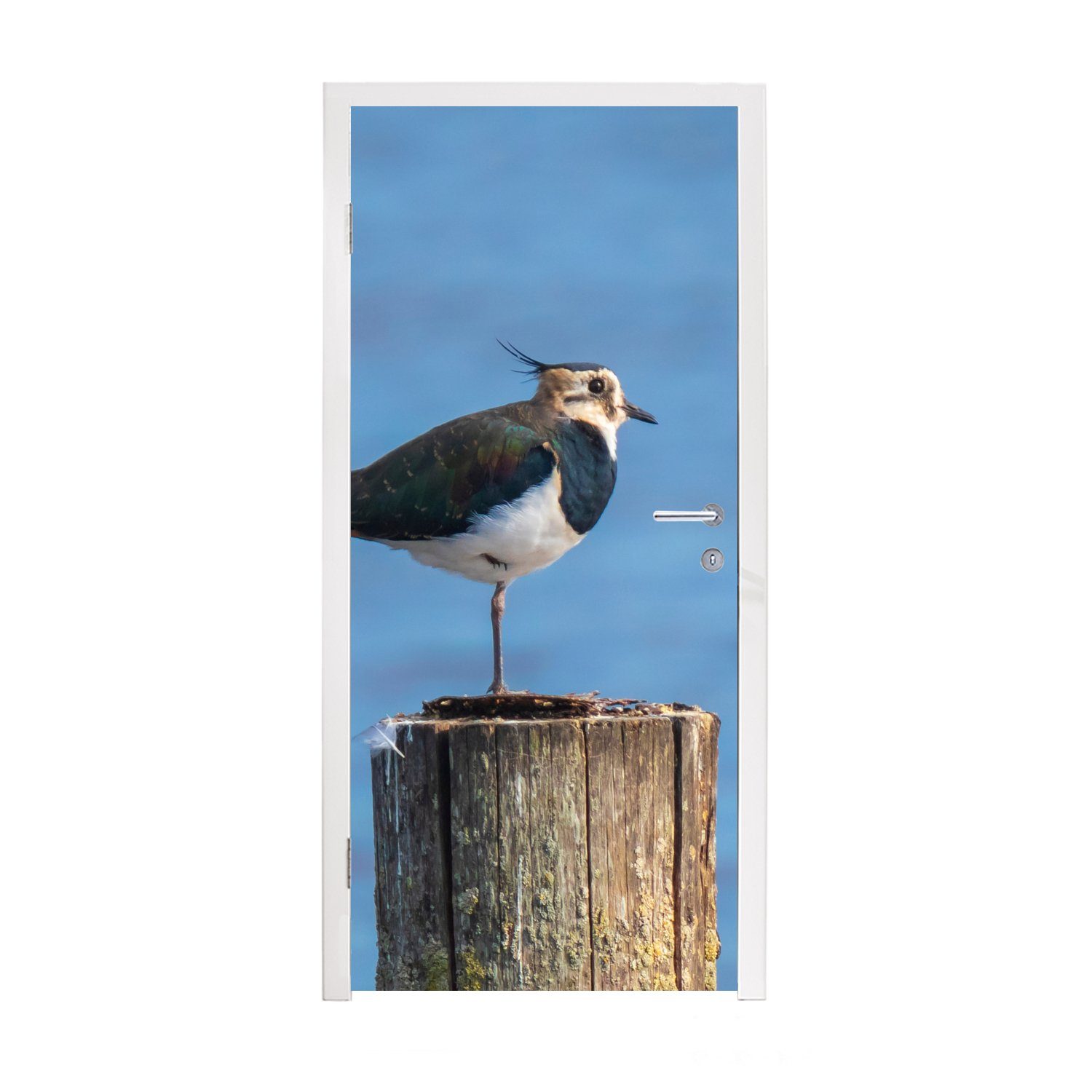 MuchoWow Türtapete Vogel - Tiere - Pfahl - Blau - Kiebitz, Matt, bedruckt, (1 St), Fototapete für Tür, Türaufkleber, 75x205 cm