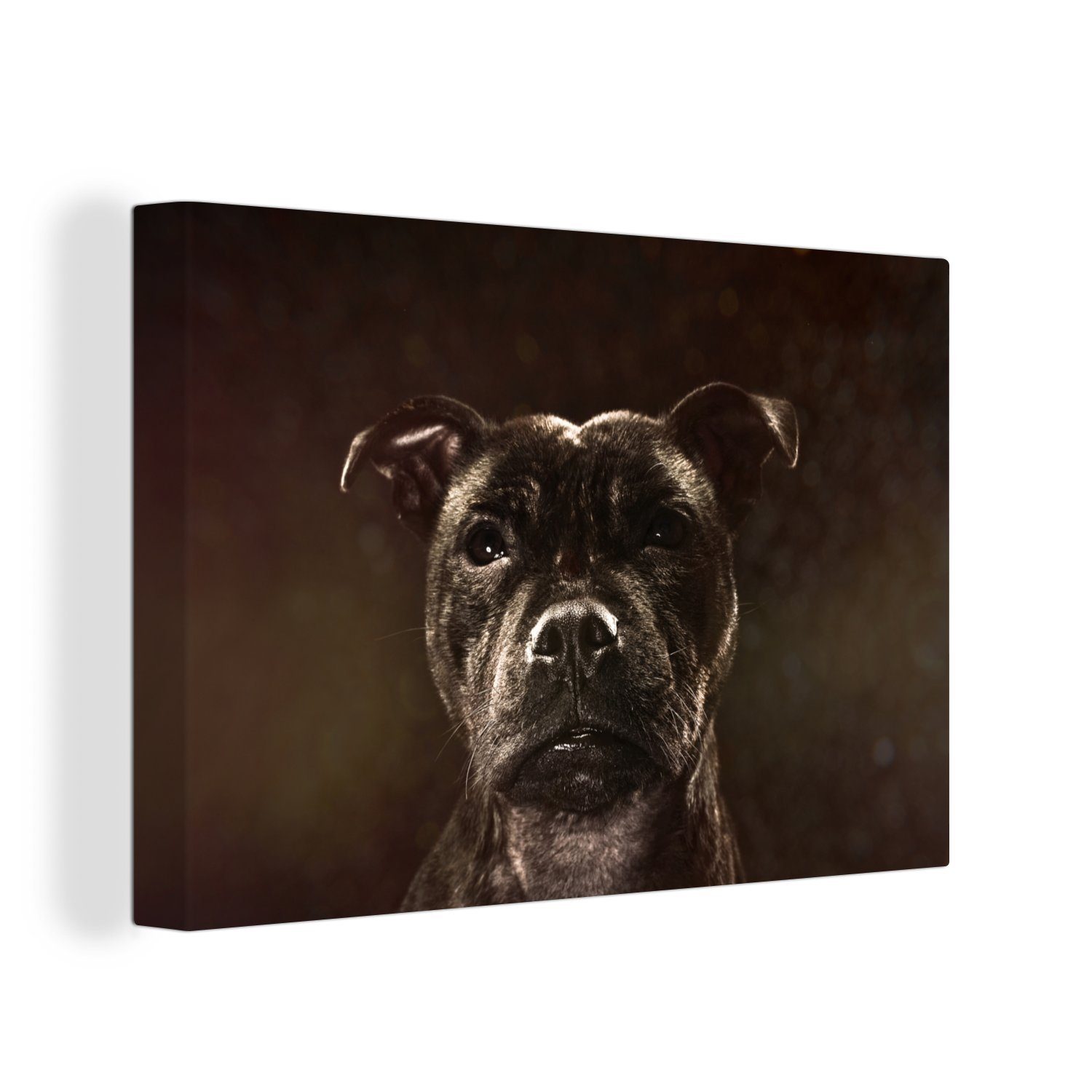 OneMillionCanvasses® Leinwandbild Porträt eines Staffordshire Bullterriers, (1 St), Wandbild Leinwandbilder, Aufhängefertig, Wanddeko, 30x20 cm