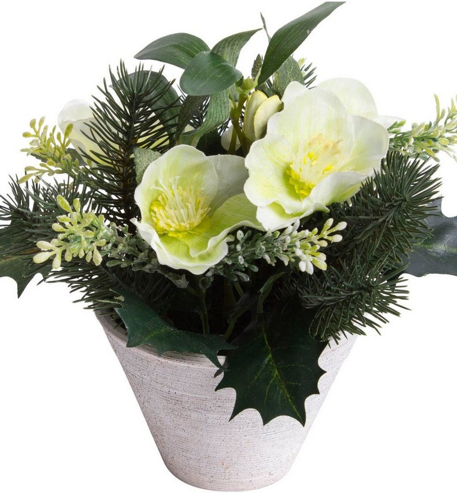 Künstliche Zimmerpflanze Christrosen-Tannen-Arrangement im Topf, Botanic- Haus, Höhe 22 cm