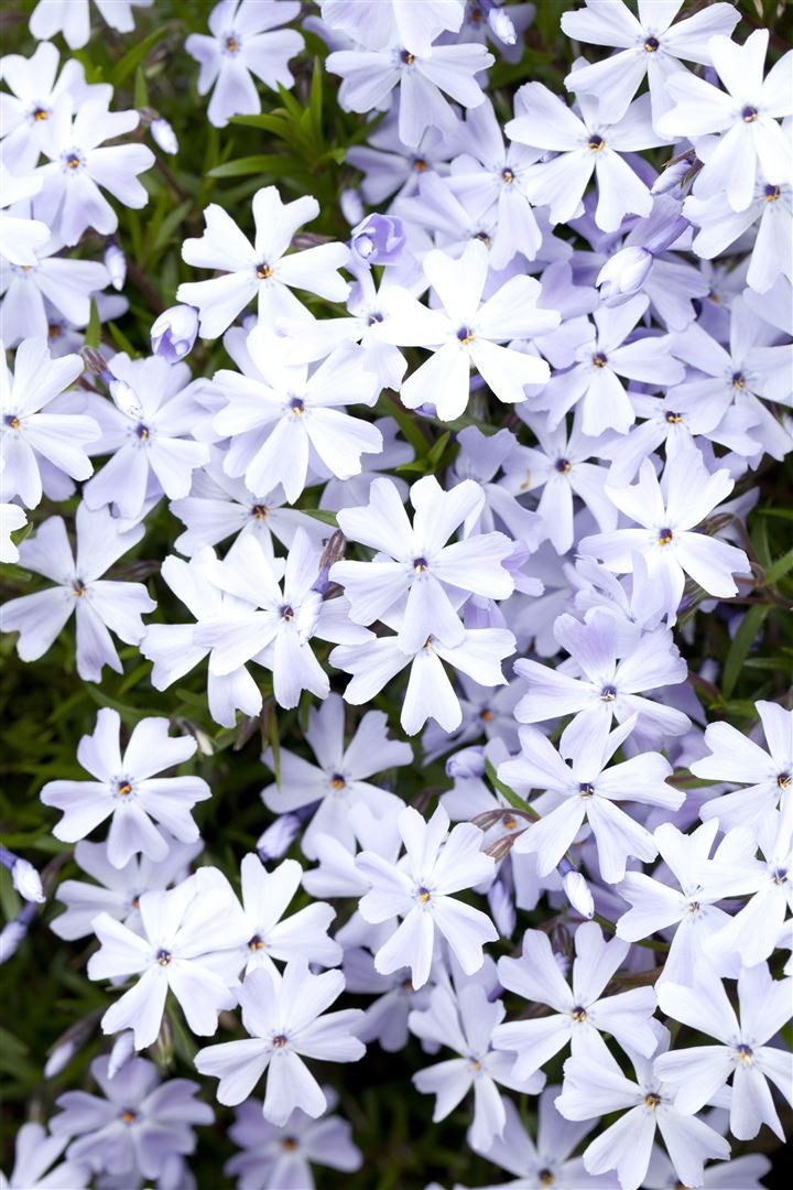 Pflanzen für Dich Почвопокровные растения Phlox sub. Emerald Cushion Blue, 1 St., Polster-Phlox, Teppich-Phlox, Moos-Phlox, blauviolett, teppichbildend