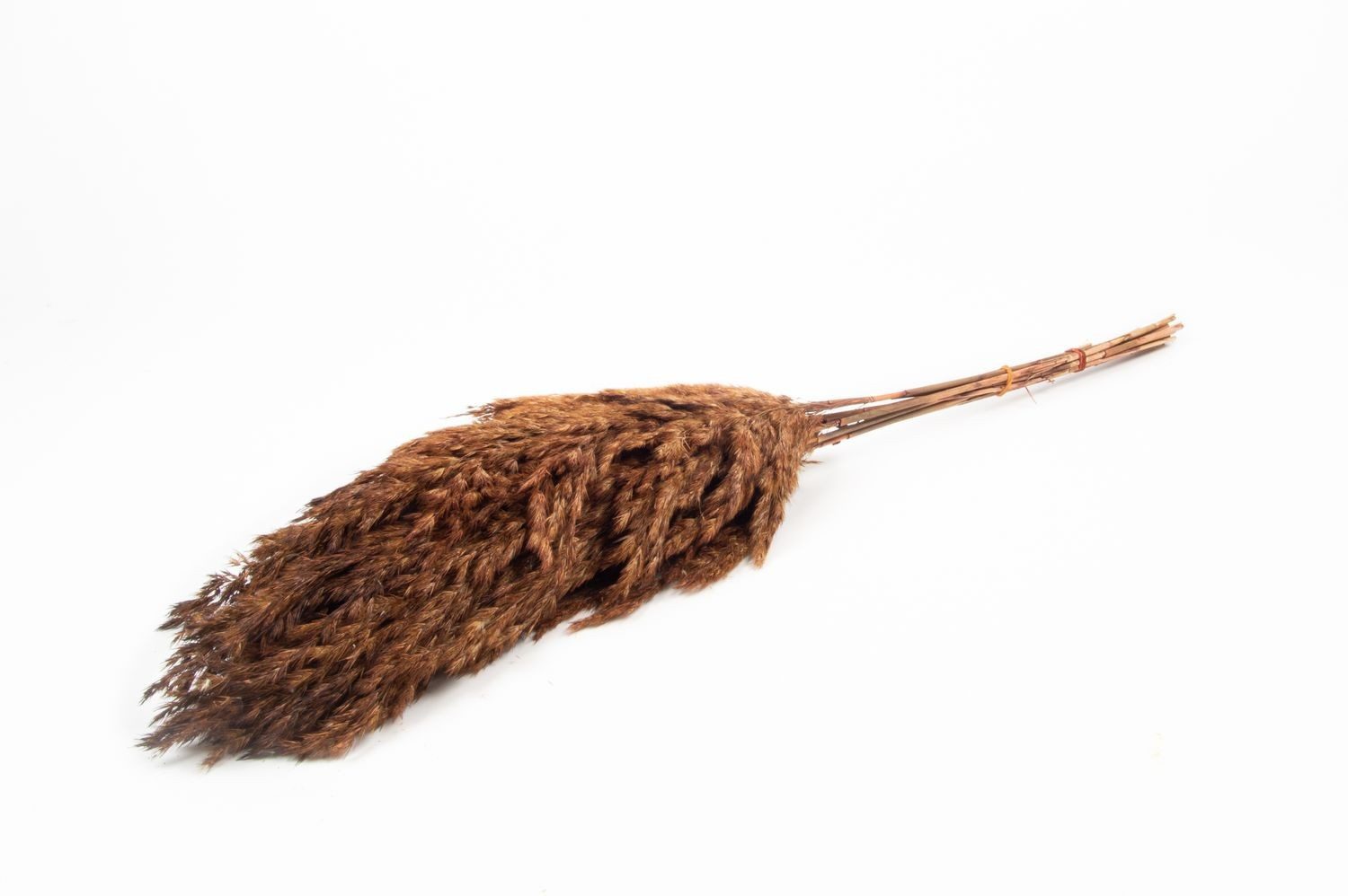 Trockenblume Schilf getrocknet DONJETA, braun, 70-80cm, Ø15cm, INNA-Glas, Höhe 80.0 cm