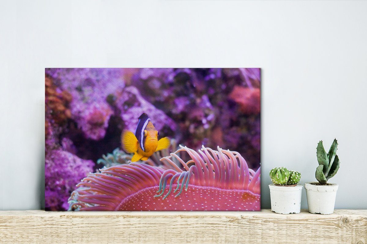 Aufhängefertig, Fisch - Rosa, 30x20 Koralle Leinwandbilder, OneMillionCanvasses® (1 cm Wanddeko, Leinwandbild St), - Wandbild