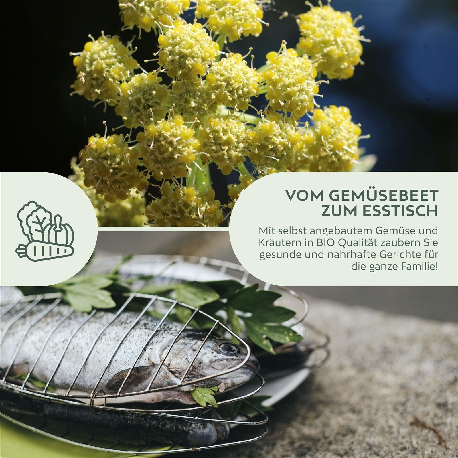 Growgreens Kräutersamen BIO Liebstöckel Samen - Küchenkräuter Saatgut aus bio. Anbau (50 Korn) – Bild 5 von 5