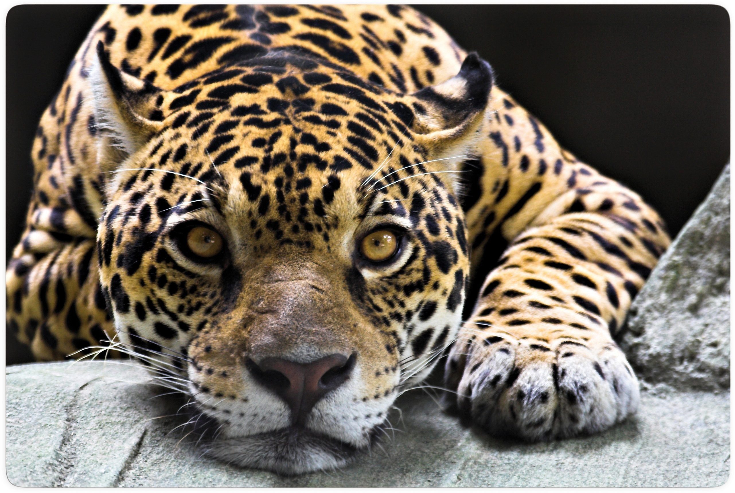 Wall-Art Glasbild Jaguar, Schriftzug, Glasposter modern