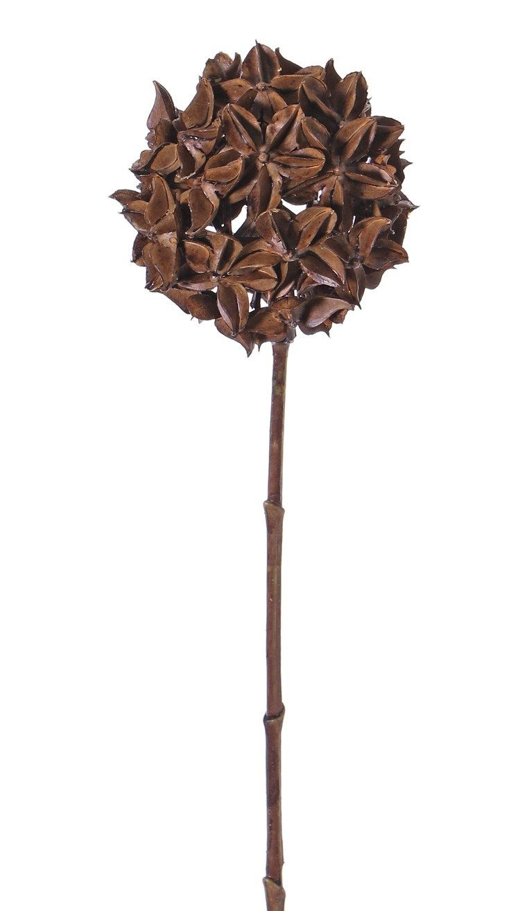 Trockenblume Sternaniszweig CATBERT, braun, 70cm, Ø10cm, INNA-Glas, Höhe 70.0 cm