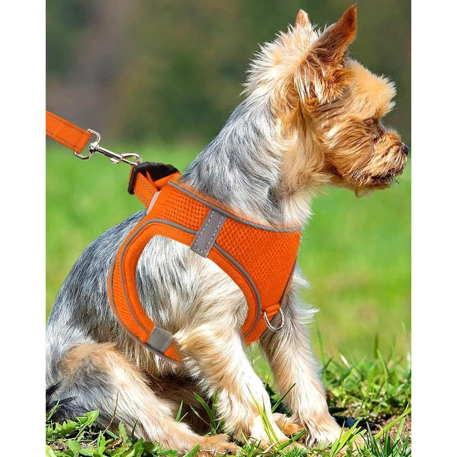 LuxusKollektion Hunde-Geschirr Hundegeschirr Brustgeschirr Airmesh S-Brust:38-42cm Orange