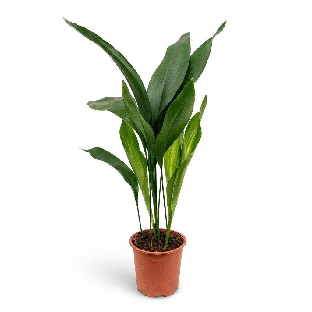Bloomique Zimmerpflanze Bloomique – Aspidistra Elatior – Eisenpflanze – Blattpflanze – Zimmerp, 1 St.