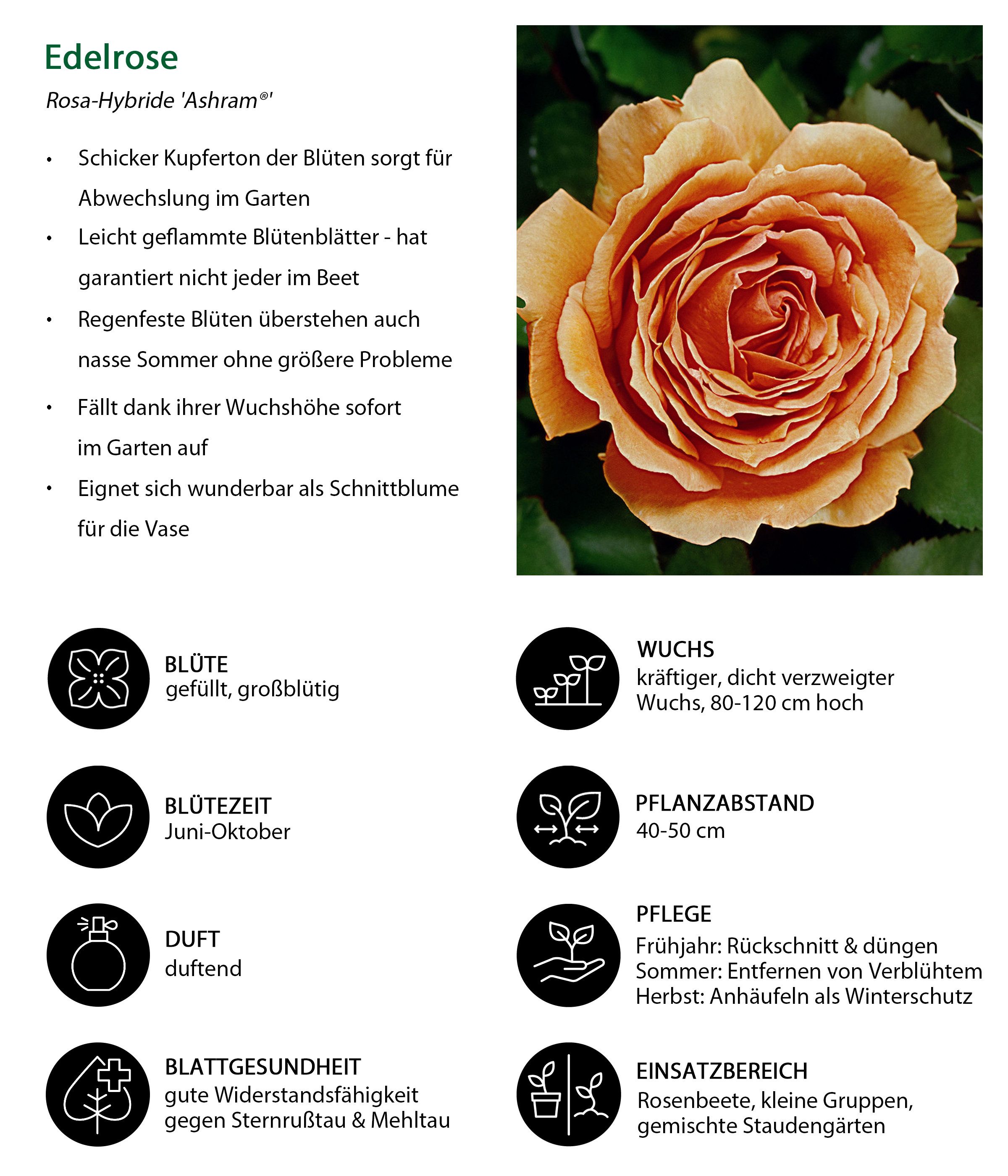 Dehner Rose Edelrose Ashram®, 15-30 cm, gefüllt und duftend, apricot-orange Blüten, gefüllt, Züchter Tantau