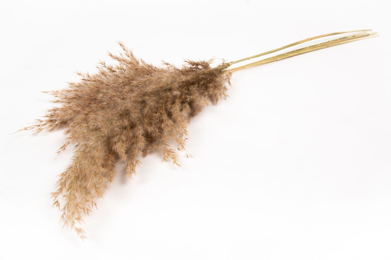 Trockenblume Schilf getrocknet DONJETA, Natur, 70-80cm, Ø15cm, INNA-Glas, Höhe 80.0 cm