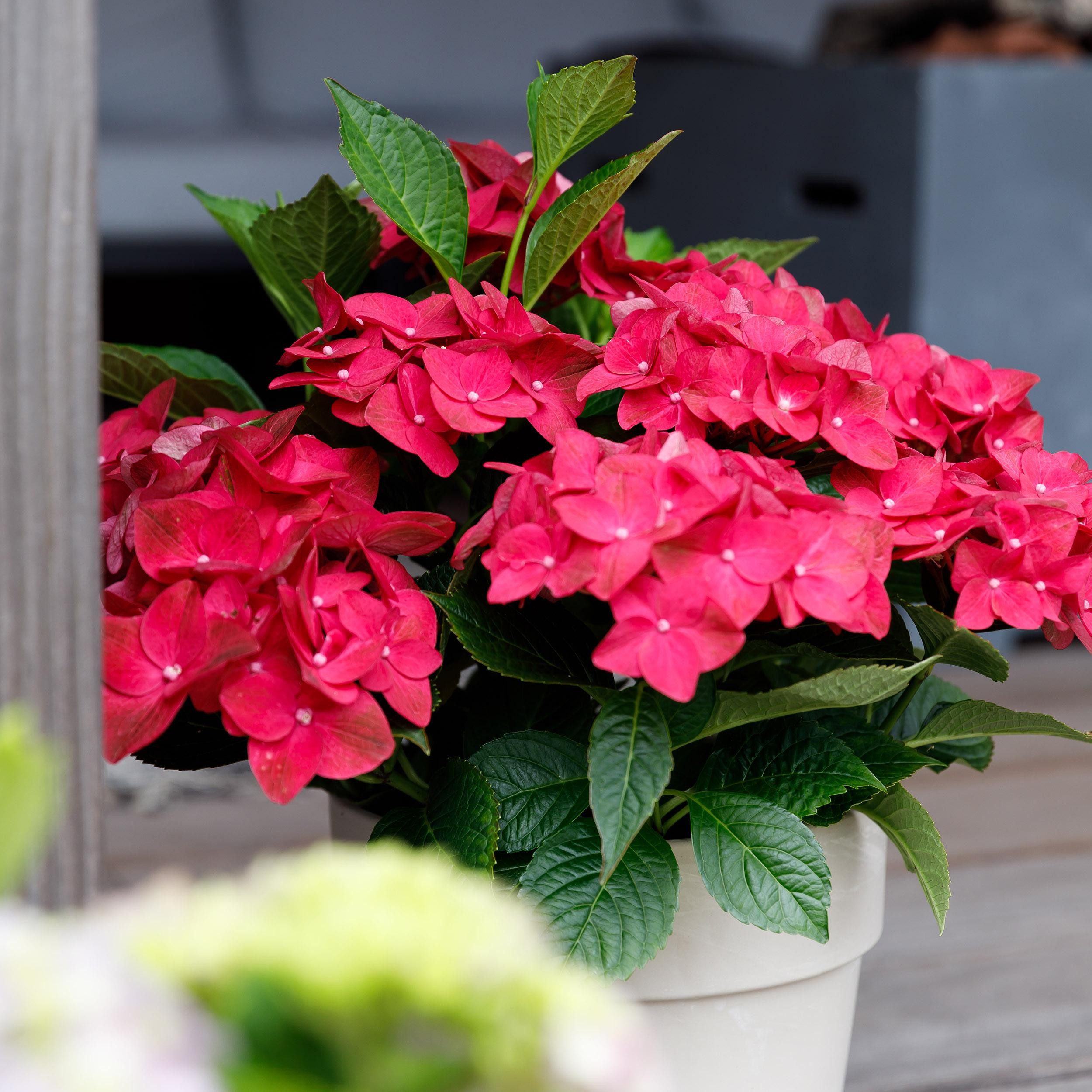 Exotenherz Beetpflanze Exotenherz Hortensia Hydrangea Magical Teusday Saphire Rot 23cm Topf
