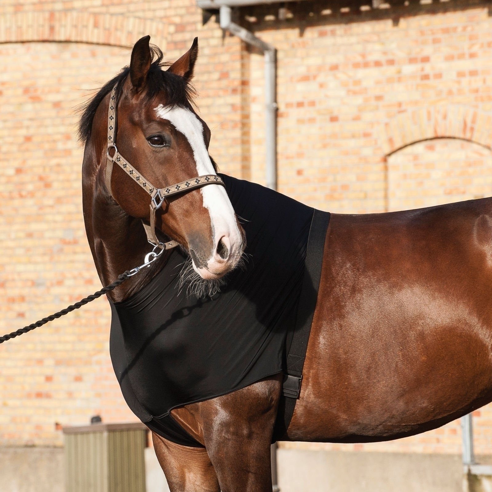 CATAGO Brustschutz Brustschutz für Pferde - Schwarz