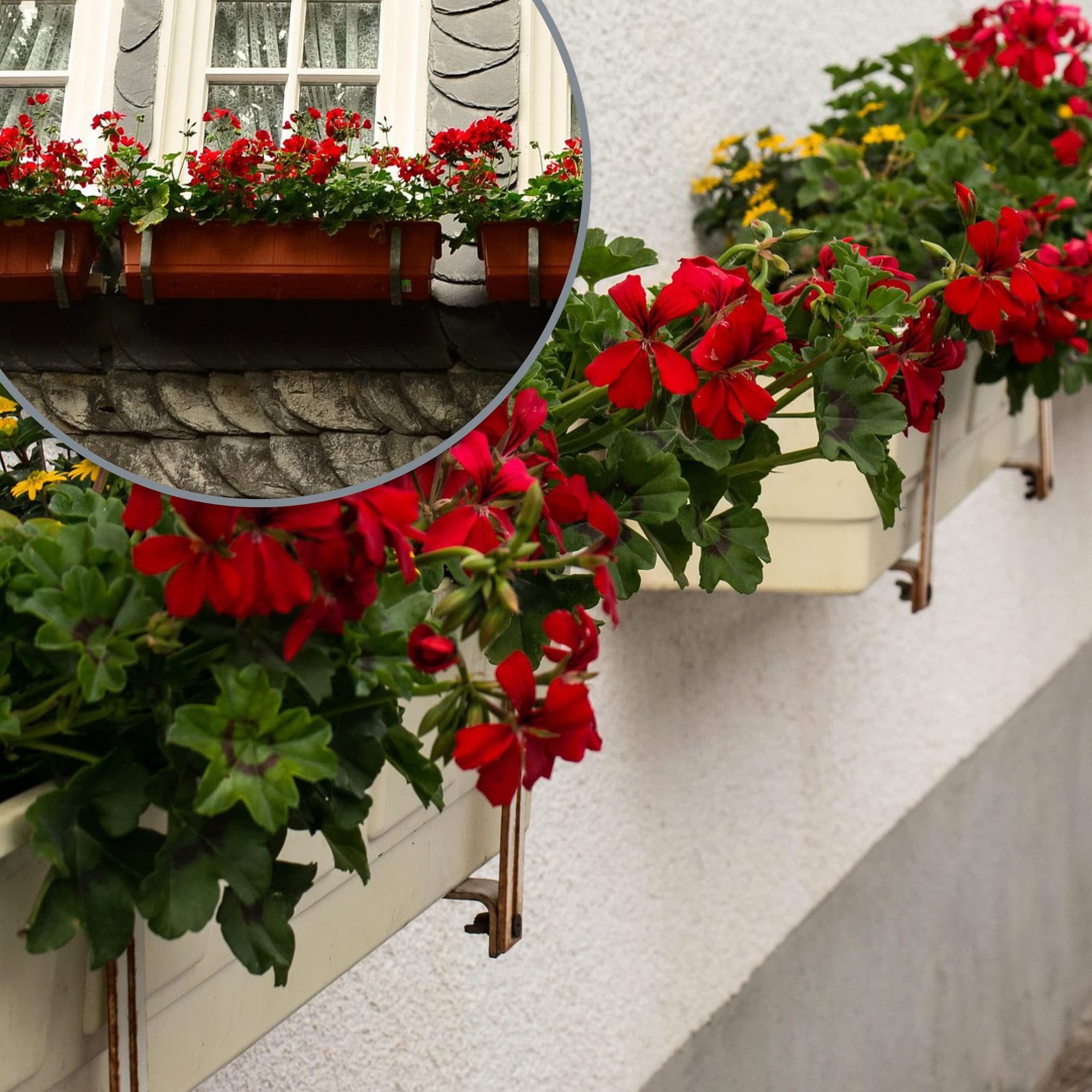com-four Blumenkastenhalter, flexible Befestigung aus Metall für Pflanzkästen