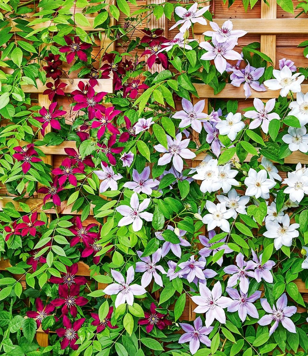 BALDUR Garten Zierstrauch Winterharte Clematis Triologie, 3 St., Kletterpflanze,winterhart, mehrjährig, pflegeleicht