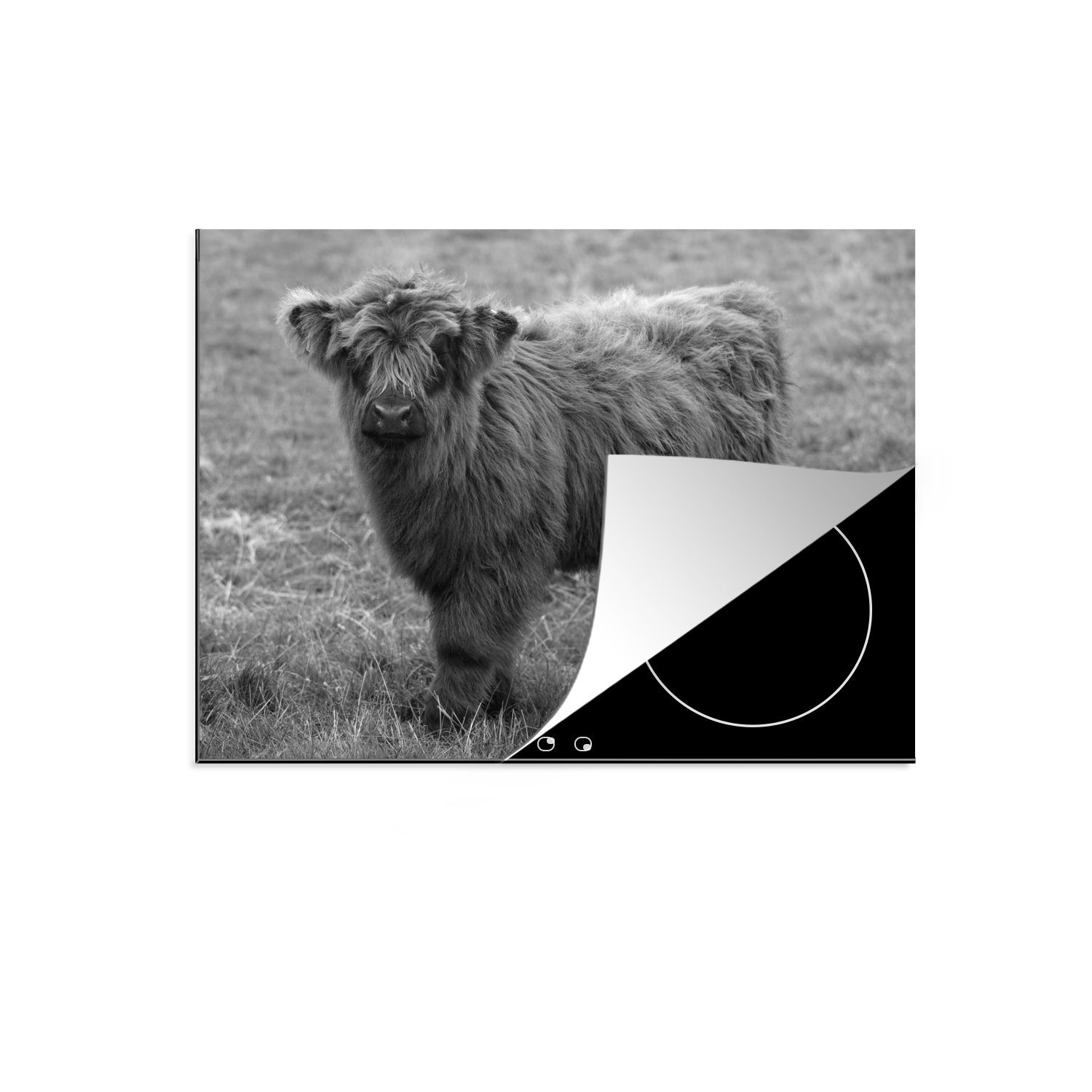 MuchoWow Herdblende-/Abdeckplatte Porträt eines schottischen Highlander-Kalbs - schwarz und weiß, Vinyl, (1 tlg), 70x52 cm, Mobile Arbeitsfläche nutzbar, Ceranfeldabdeckung