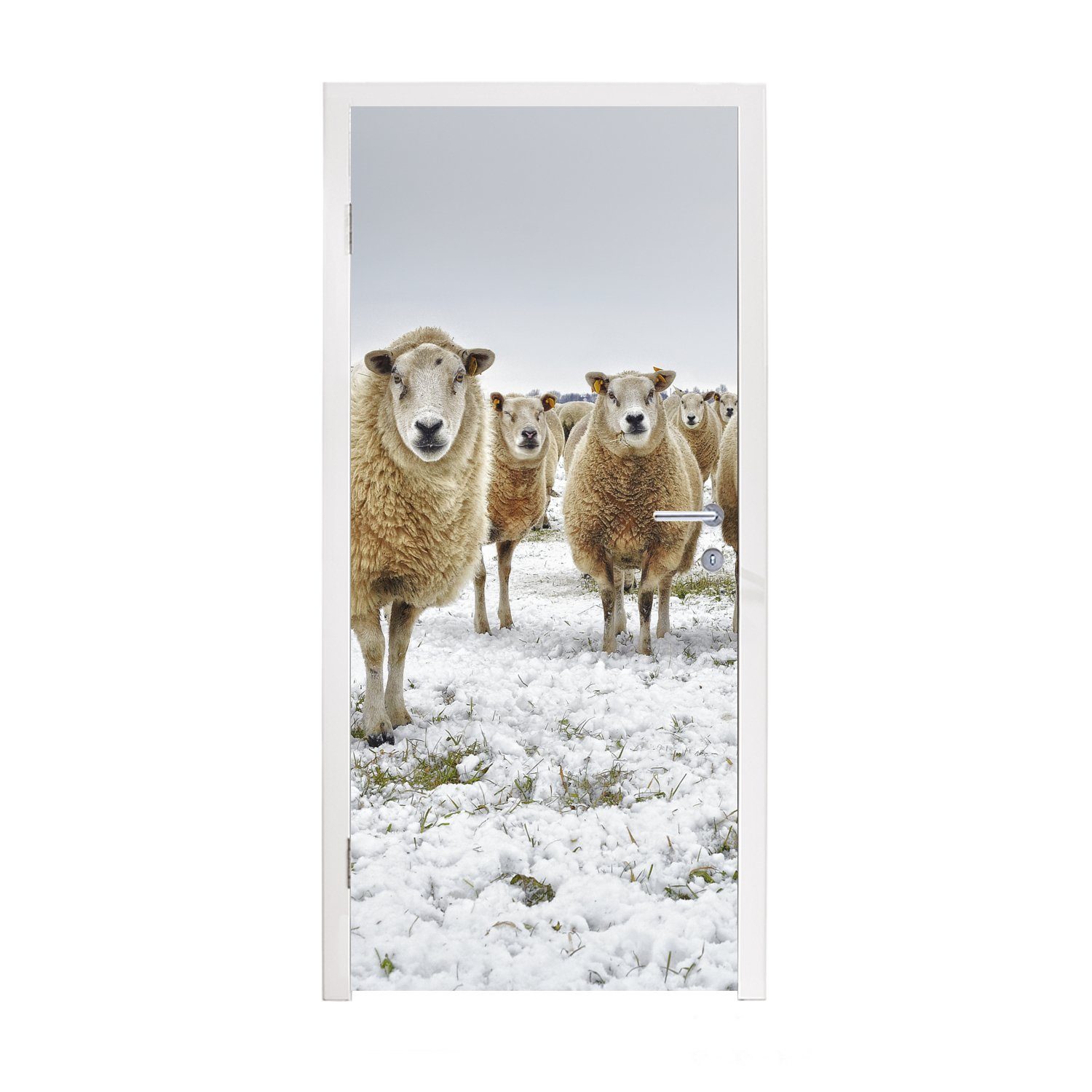 Türaufkleber, Tür, Türtapete MuchoWow für 75x205 - St), Fototapete Matt, Wolle Schafe cm Schnee, bedruckt, - (1