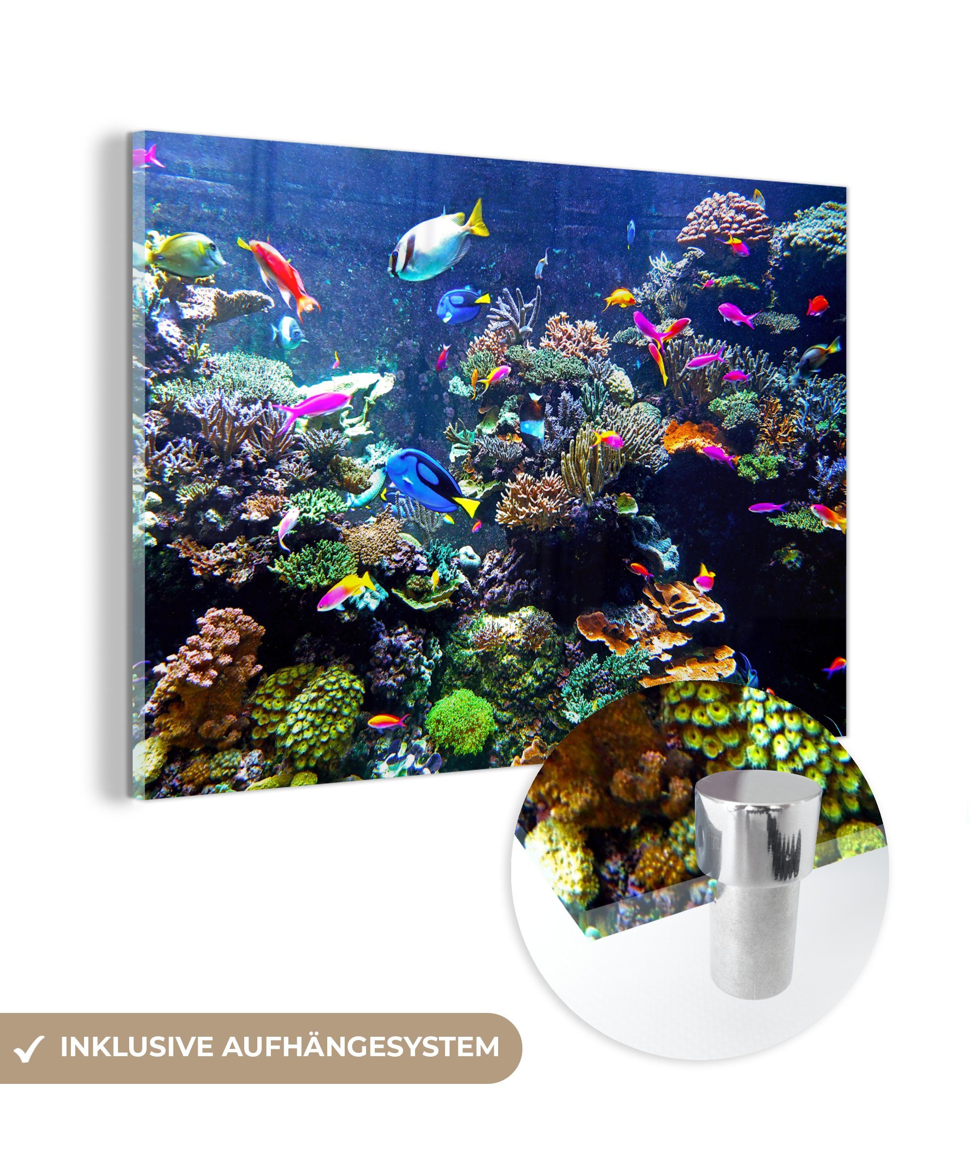MuchoWow Acrylglasbild Koralle - Fische - Aquarium, (1 St), Acrylglasbilder Wohnzimmer & Schlafzimmer