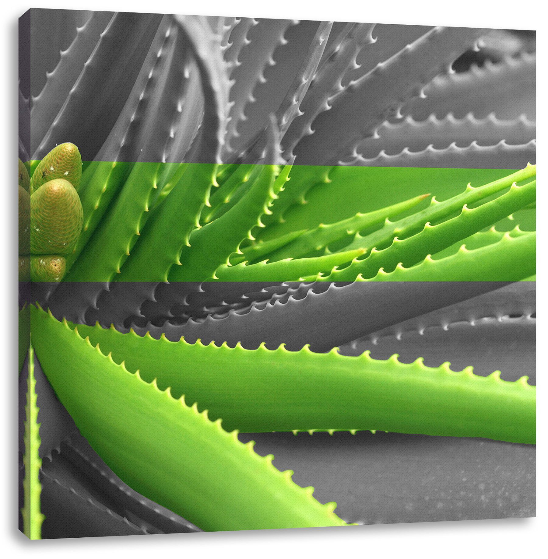fertig Leinwandbild Vera bespannt, Vera inkl. St), Pflanze, (1 Pixxprint Aloe grüne grüne Zackenaufhänger Leinwandbild Pflanze Aloe
