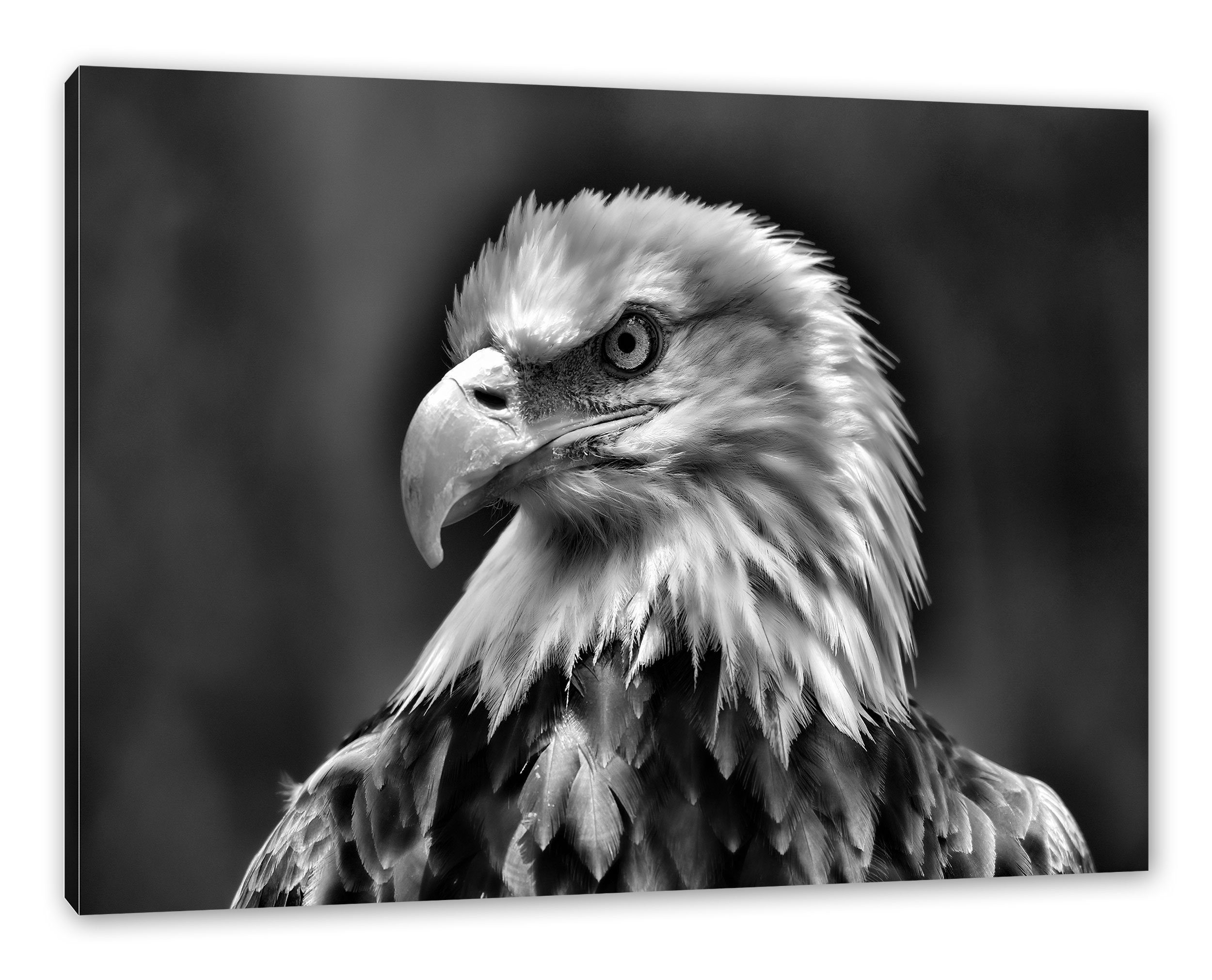 Pixxprint Leinwandbild Mächtiger Weißkopfseeadler, Mächtiger Weißkopfseeadler (1 St), Leinwandbild fertig bespannt, inkl. Zackenaufhänger