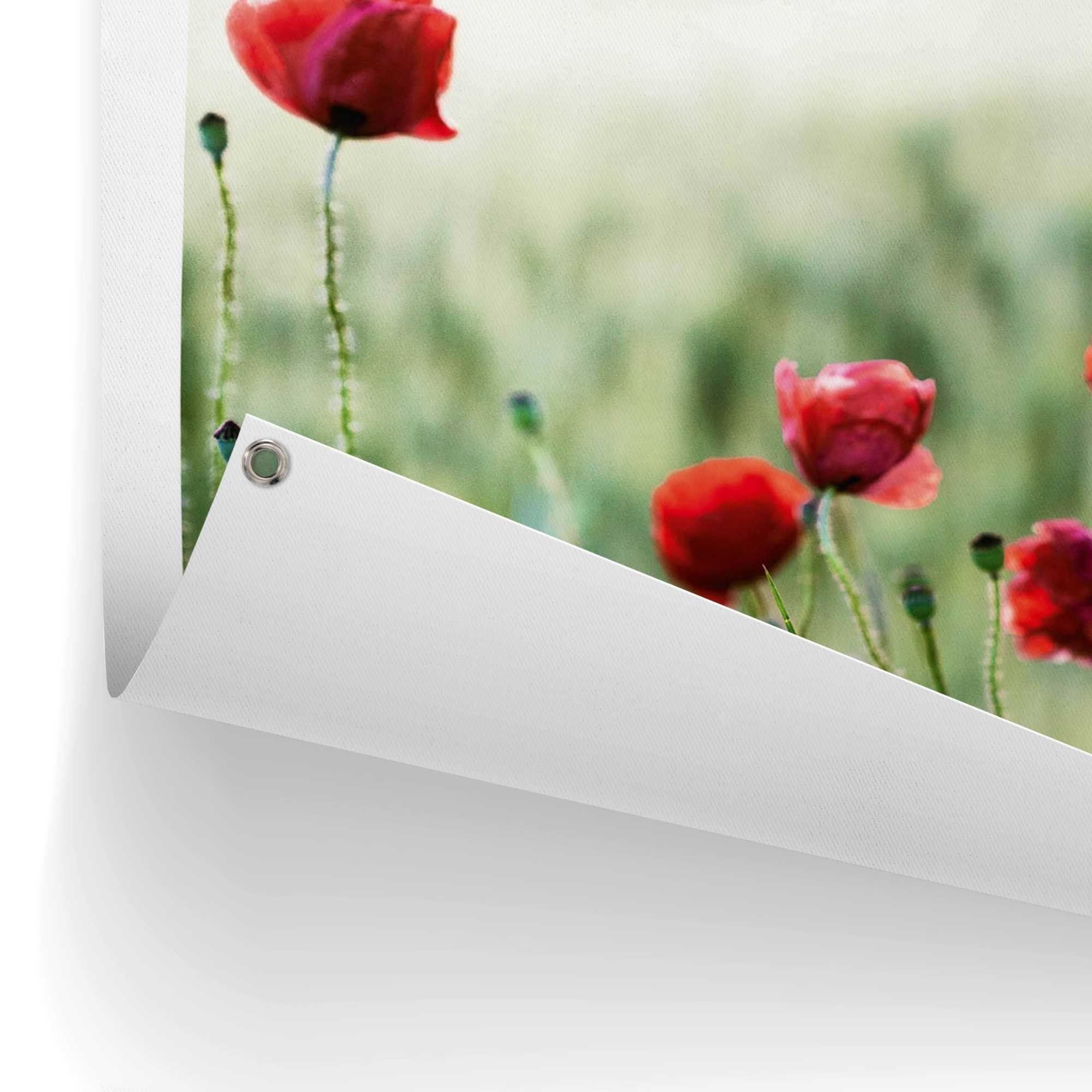 Reinders! Poster Mohnblüten, Outdoor für Garten oder Balkon | Poster