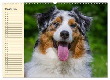 CALVENDO Wandkalender Bekannt wie ein bunter Hund. Australian Shepherd (Premium, hochwertiger DIN A2 Wandkalender 2023, Kunstdruck in Hochglanz)
