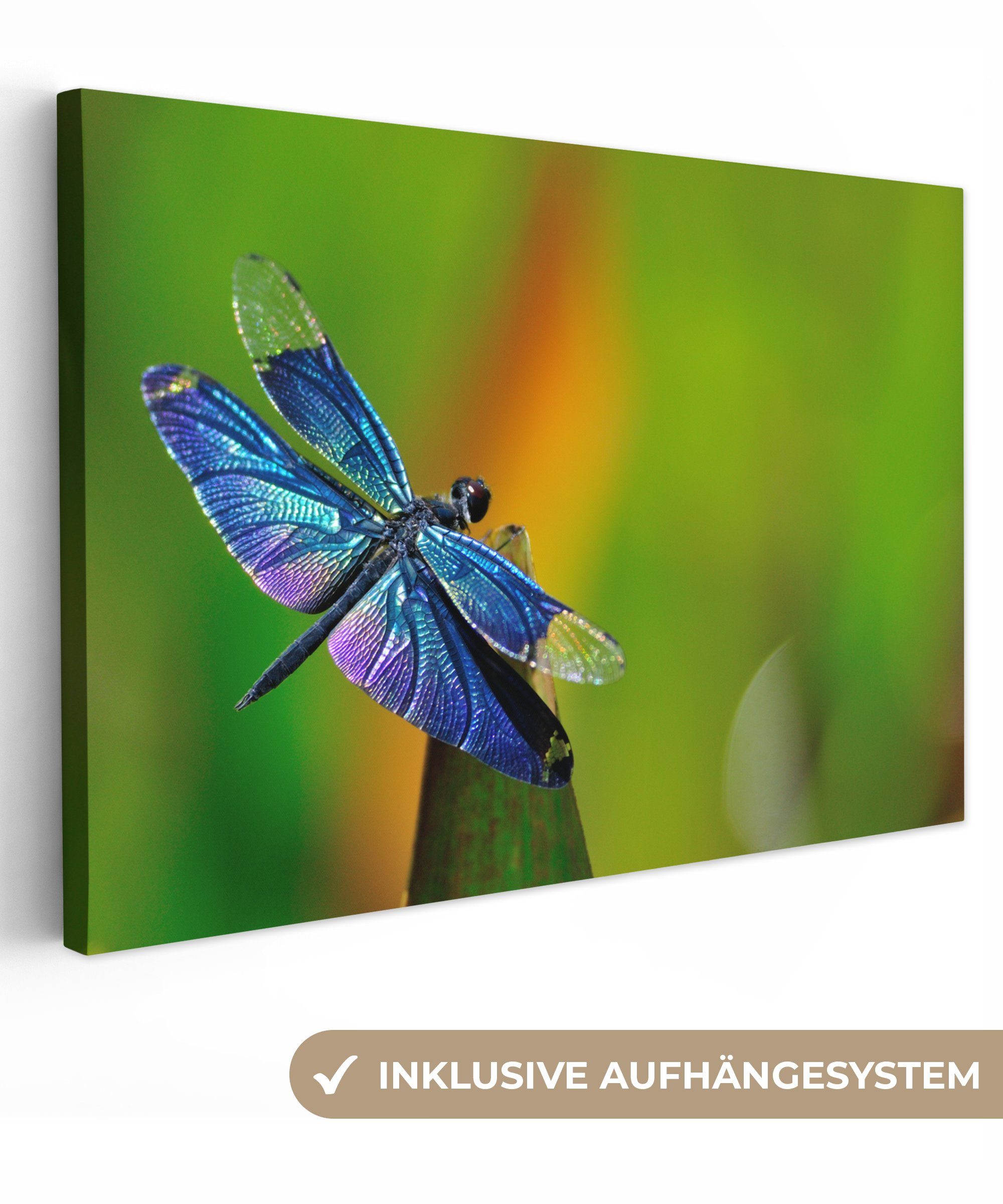 OneMillionCanvasses® Leinwandbild Eine blaue Libelle, (1 St), Wandbild Leinwandbilder, Aufhängefertig, Wanddeko, 30x20 cm