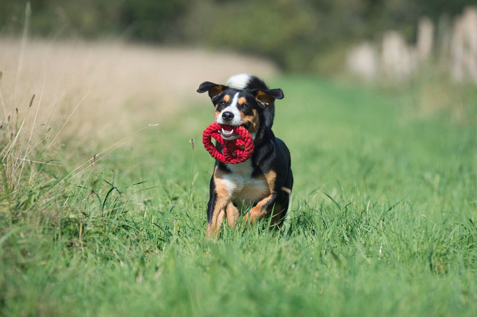 Laboni Outdoor-Spielzeug Laboni Hundespielzeug Paulchen Peace günstig online kaufen