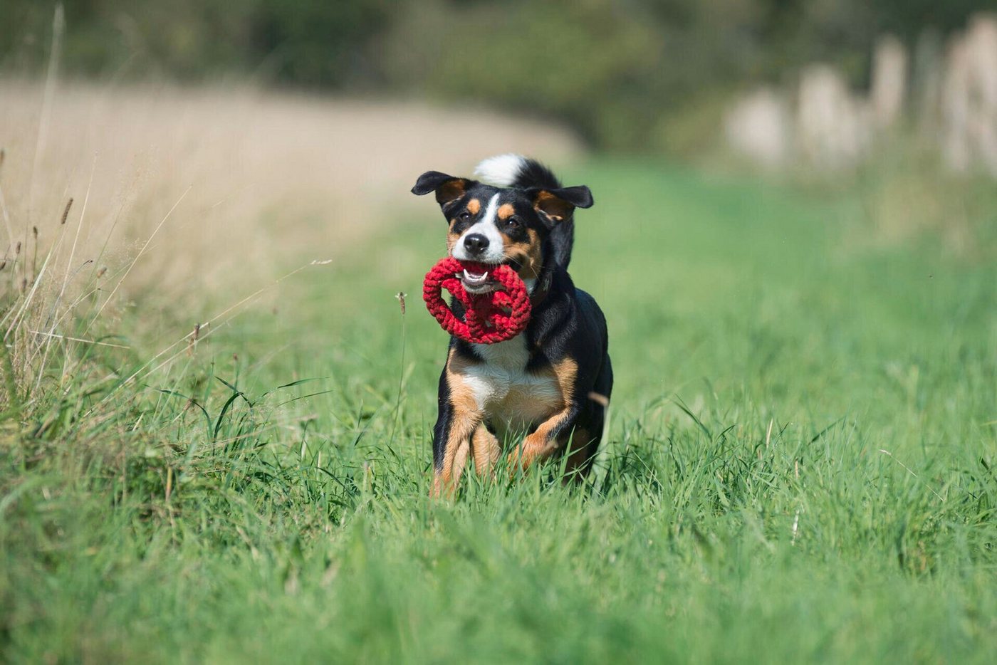 Thumbnail - Laboni Outdoor-Spielzeug Laboni Hundespielzeug Paulchen Peace - Kult Spielzeug für Hunde