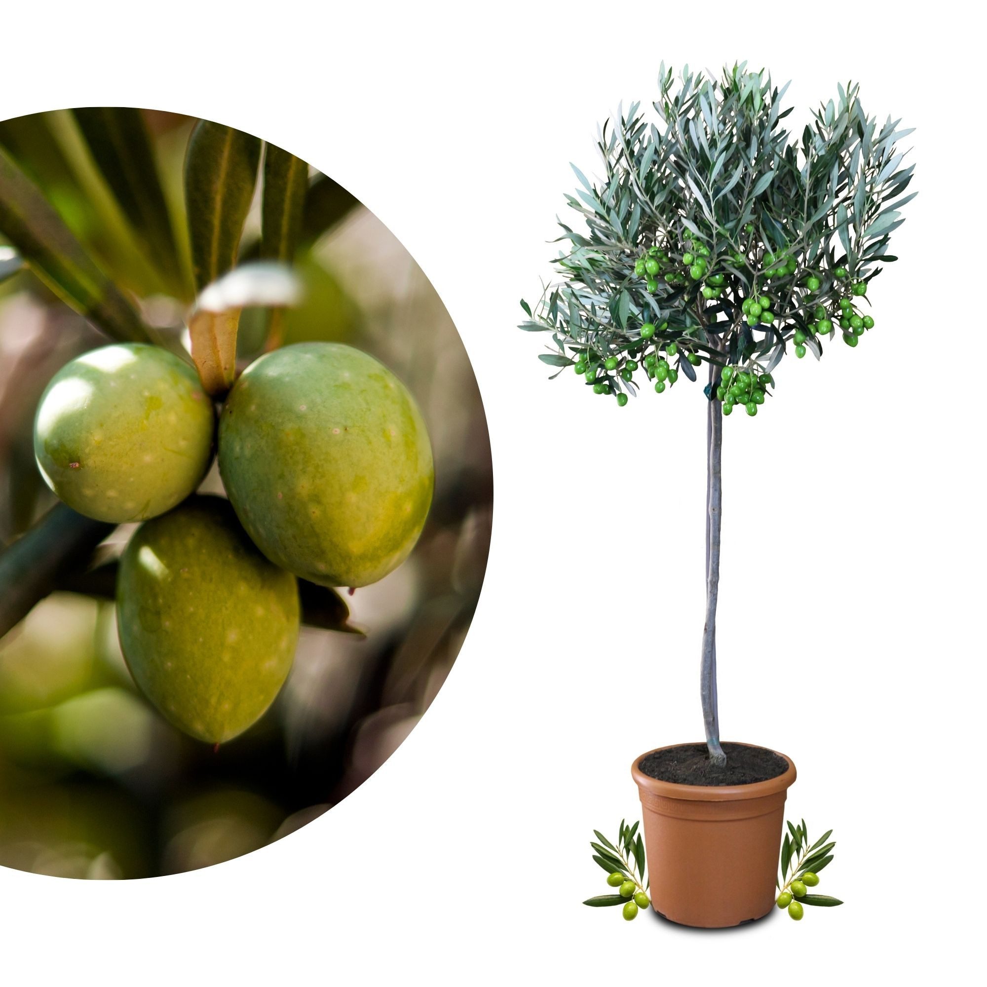 Meine Orangerie Olivenbaum Stämmchen - Olea europaea, echte Olive, fruchtreifes Bäumchen in Gärtnerqualität