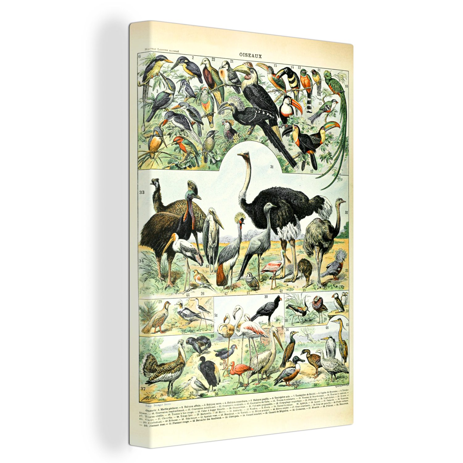 Vögel Leinwandbild cm OneMillionCanvasses® Leinwandbild St), inkl. Tiere - (1 Gemälde, bespannt - fertig Design, 20x30 Zackenaufhänger,