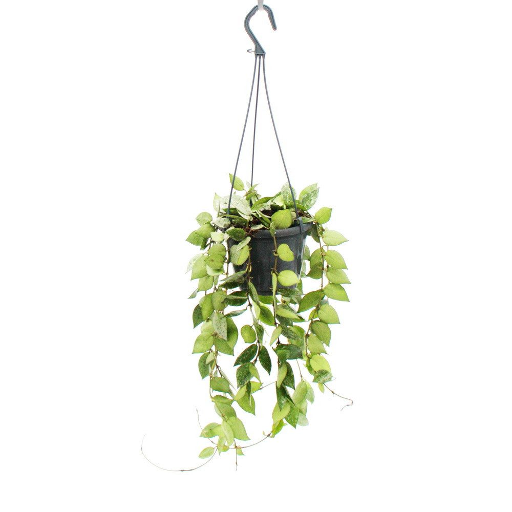 Exotenherz Zimmerpflanze Pflanze zum Hängen Hoya krohniana Eskimo Porzellanblume 14cm Ampel