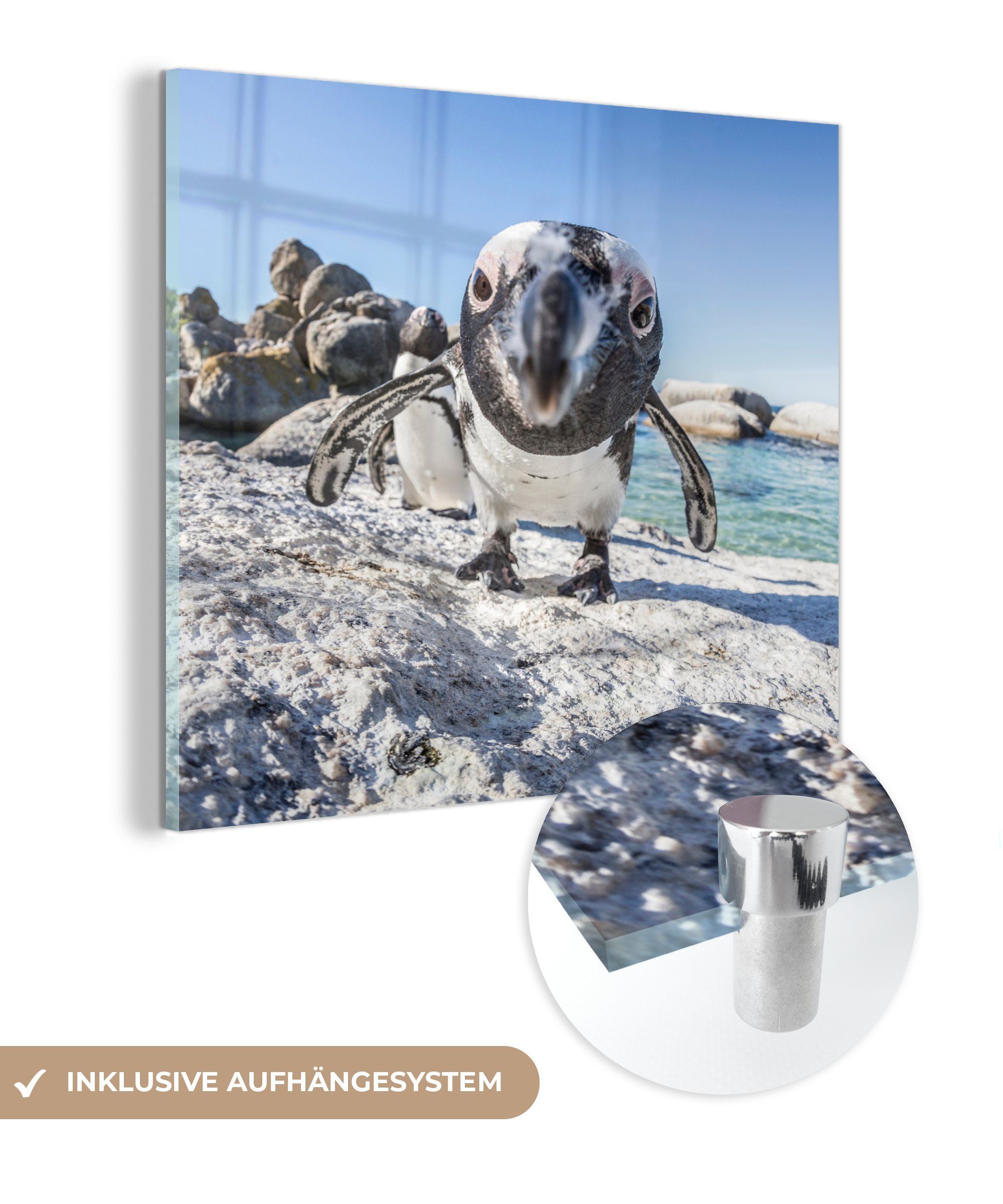 MuchoWow Acrylglasbild Nahaufnahme eines Pinguins am Boulders Beach, (1 St), Glasbilder - Bilder auf Glas Wandbild - Foto auf Glas - Wanddekoration