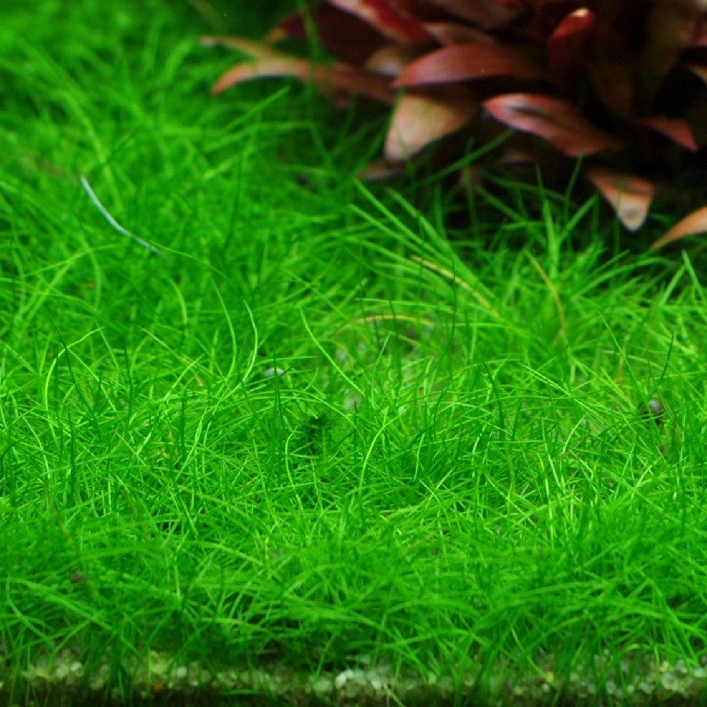 Aquaone Wasserpflanze Gräser Set mit 3 Gras Pflanzen Aquariumpflanzen Set Nr.130 – Bild 5 von 5