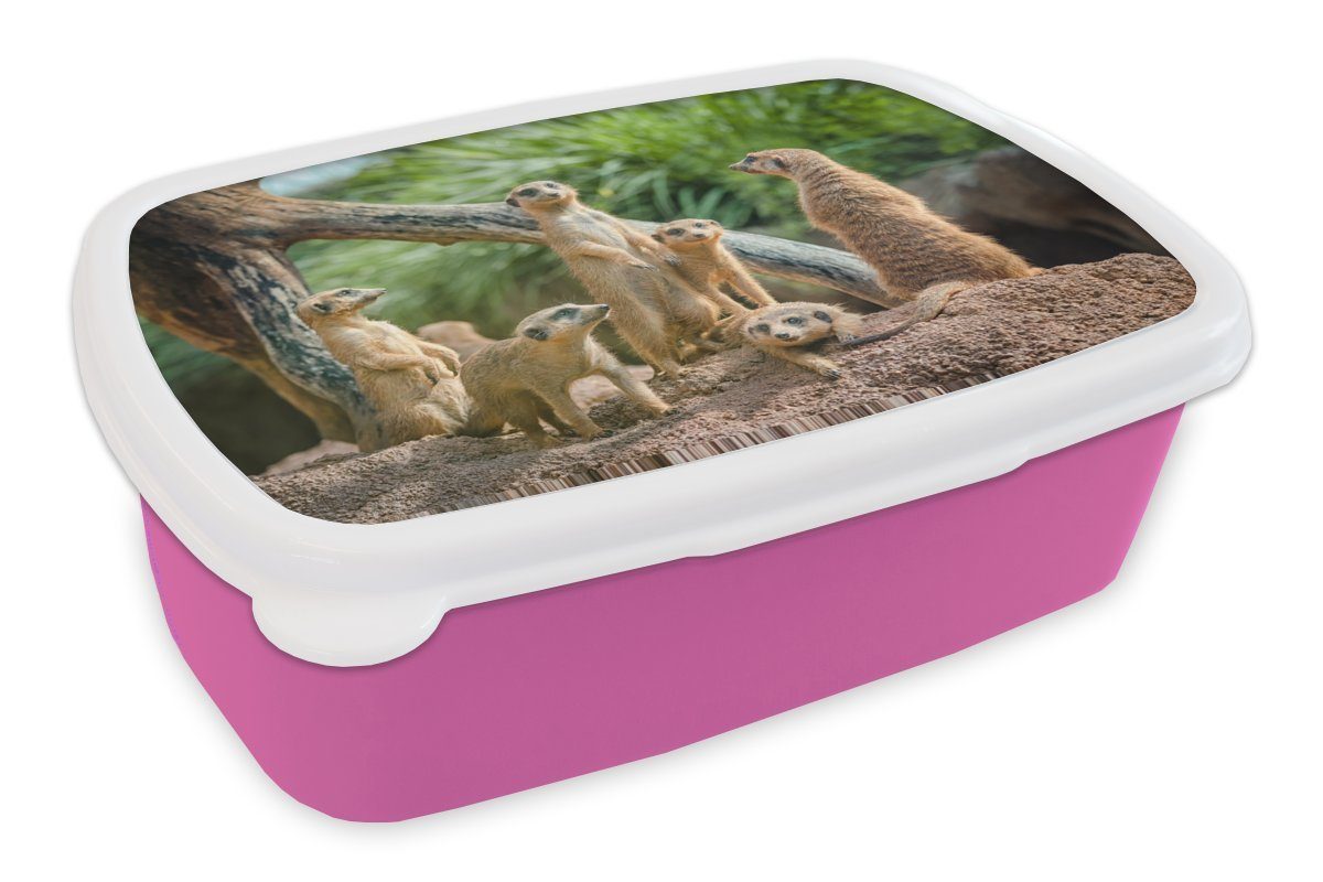 MuchoWow Lunchbox Erdmännchen - Familie - Tiere, Kunststoff, (2-tlg), Brotbox für Erwachsene, Brotdose Kinder, Snackbox, Mädchen, Kunststoff rosa