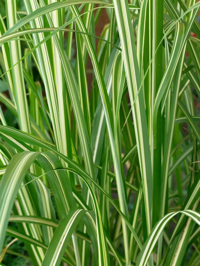 Pflanzen für Dich Gräser Miscanthus sinensis Silberwolke, 1 St., Chinaschilf, Silber-Chinaschilf, silbrig, winterhart