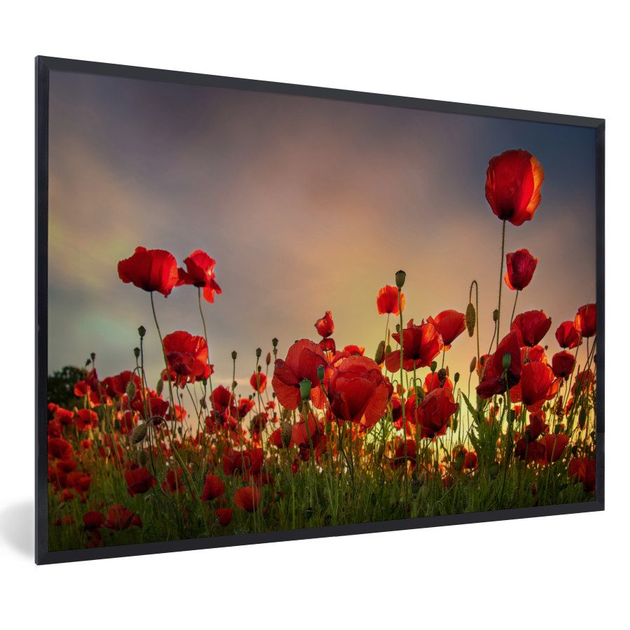 MuchoWow Poster Bunter Himmel über einem Mohnblumenfeld in Dänemark, (1 St), Bilderrahmen, Poster Wand Dekoration, Wanddeko, 60x40 cm