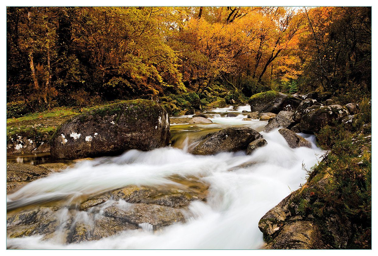 Wallario Küchenrückwand Fließender Bach im Herbstwald, (1-tlg)