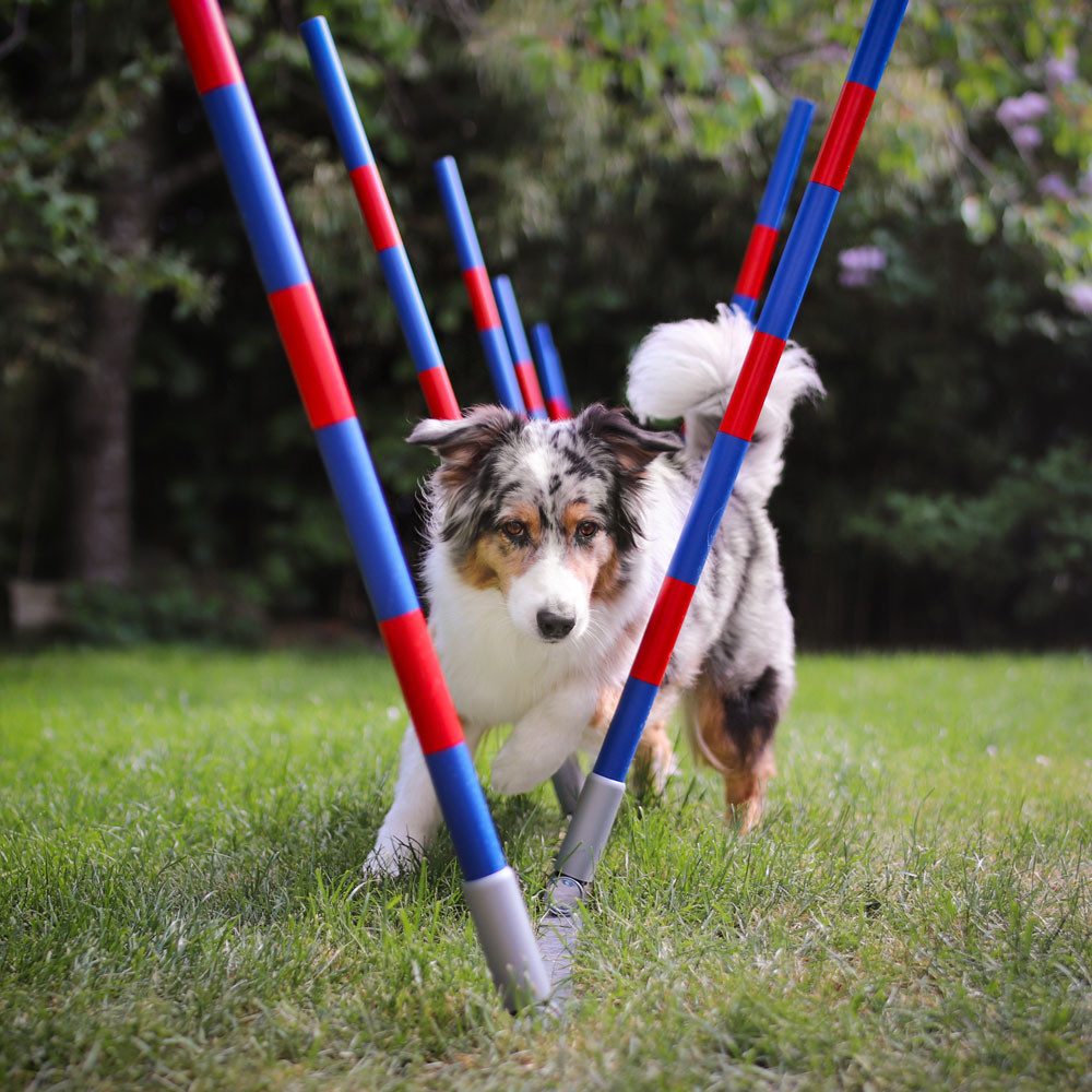 Procyon Agility-Hürde PROCYON Dog Agility Profi Alu V-Slalom