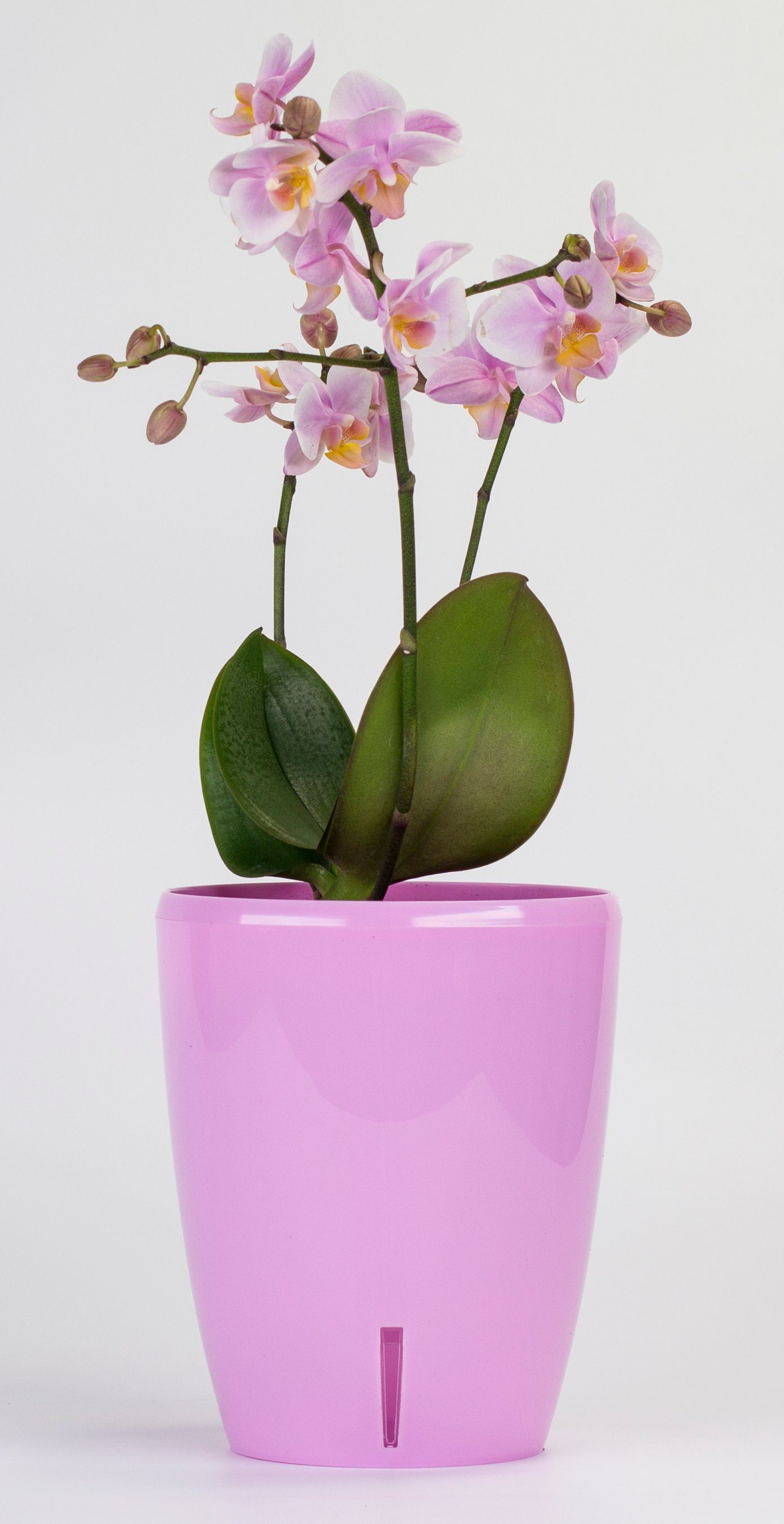 Selbstbewässernder Santino Twin - Blumentopf Dochtsystem Topf Santino Violet mit Orchidea
