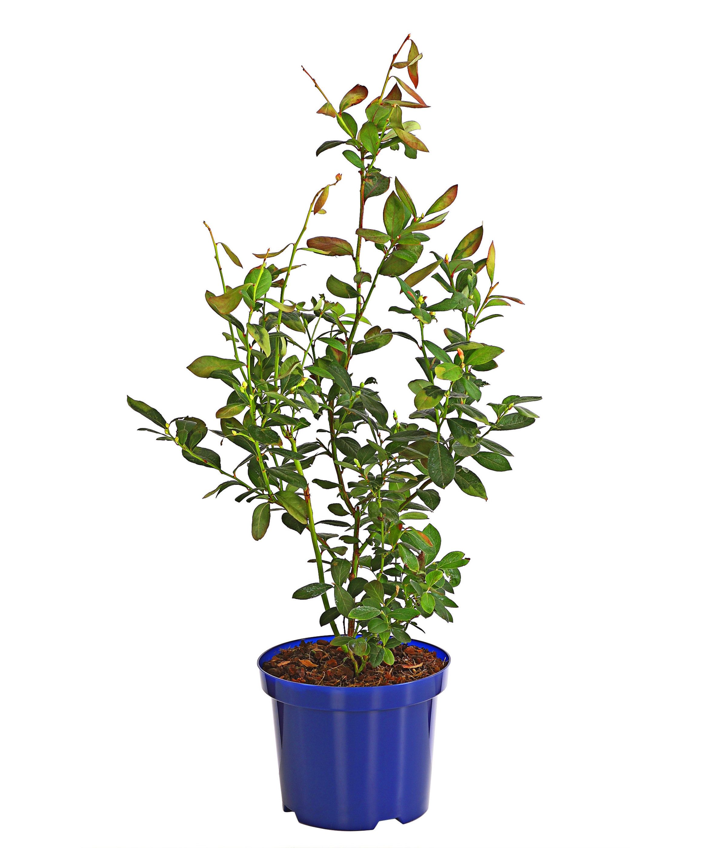 Dehner Obstpflanze Heidelbeere Bonus, Vaccinium corymbosum, Beerenstrauch mit sehr großen, aromatischen Früchten