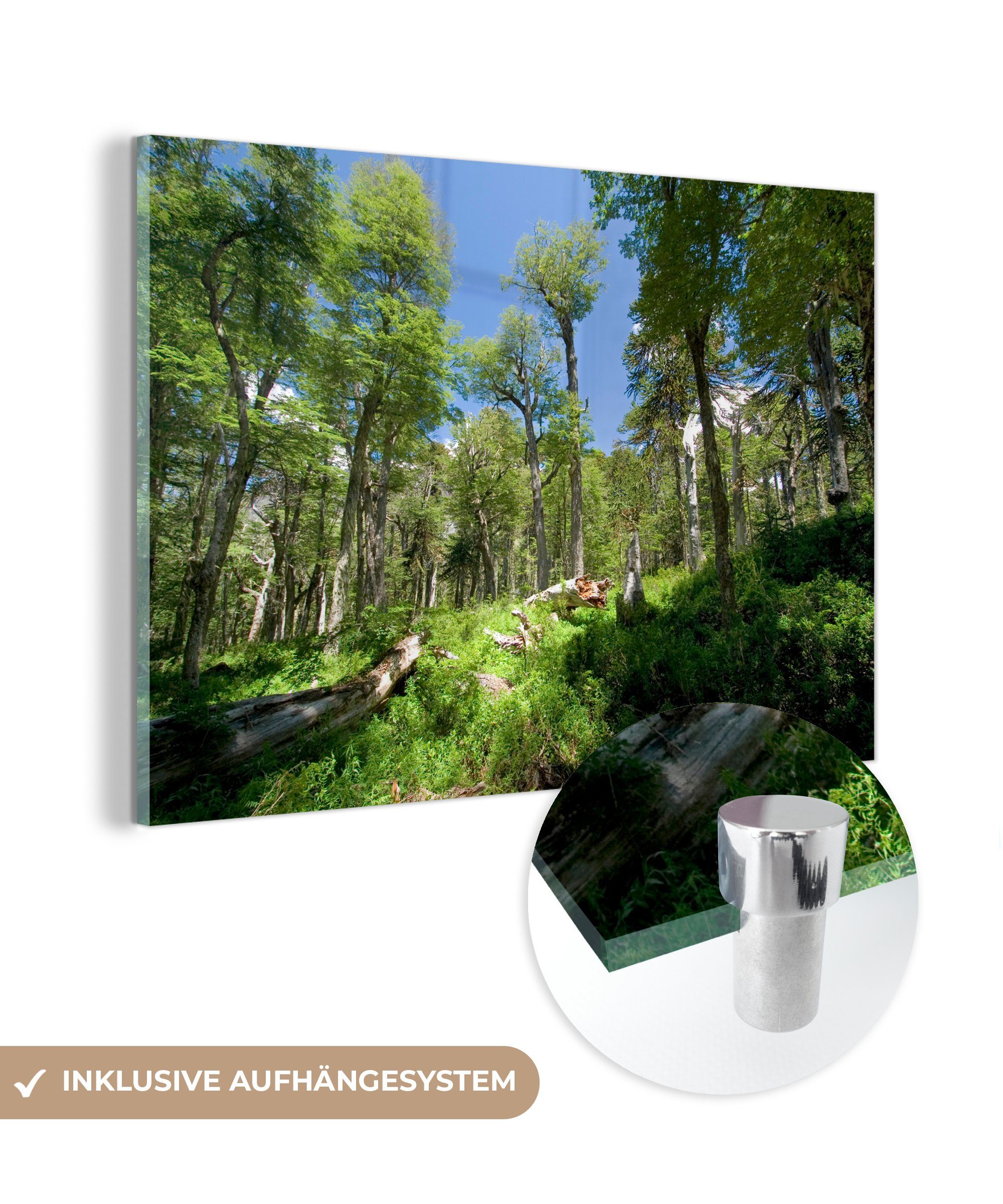 Acrylglasbilder im Wälder St), (1 Acrylglasbild Chile, Wohnzimmer Villarrica-Nationalpark & Schlafzimmer MuchoWow in