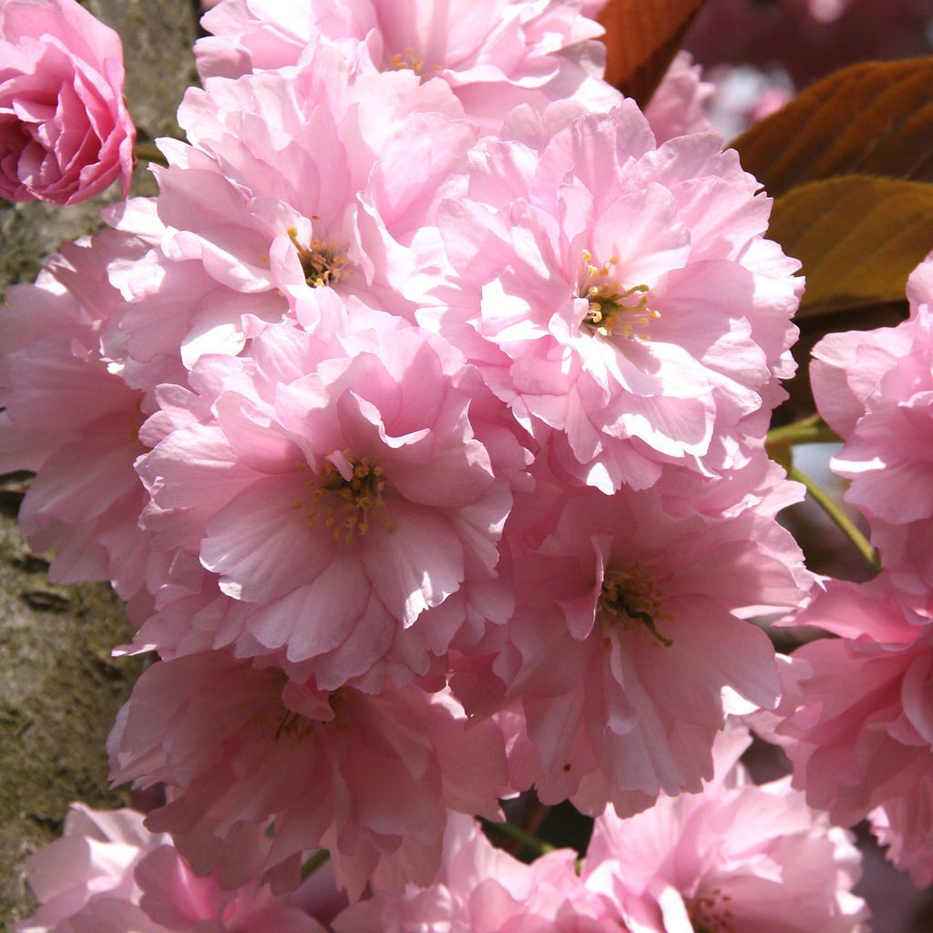 Garten von Ehren Gehölze Prunus serrulata Kanzan, Containerware 60-80 cm hoch