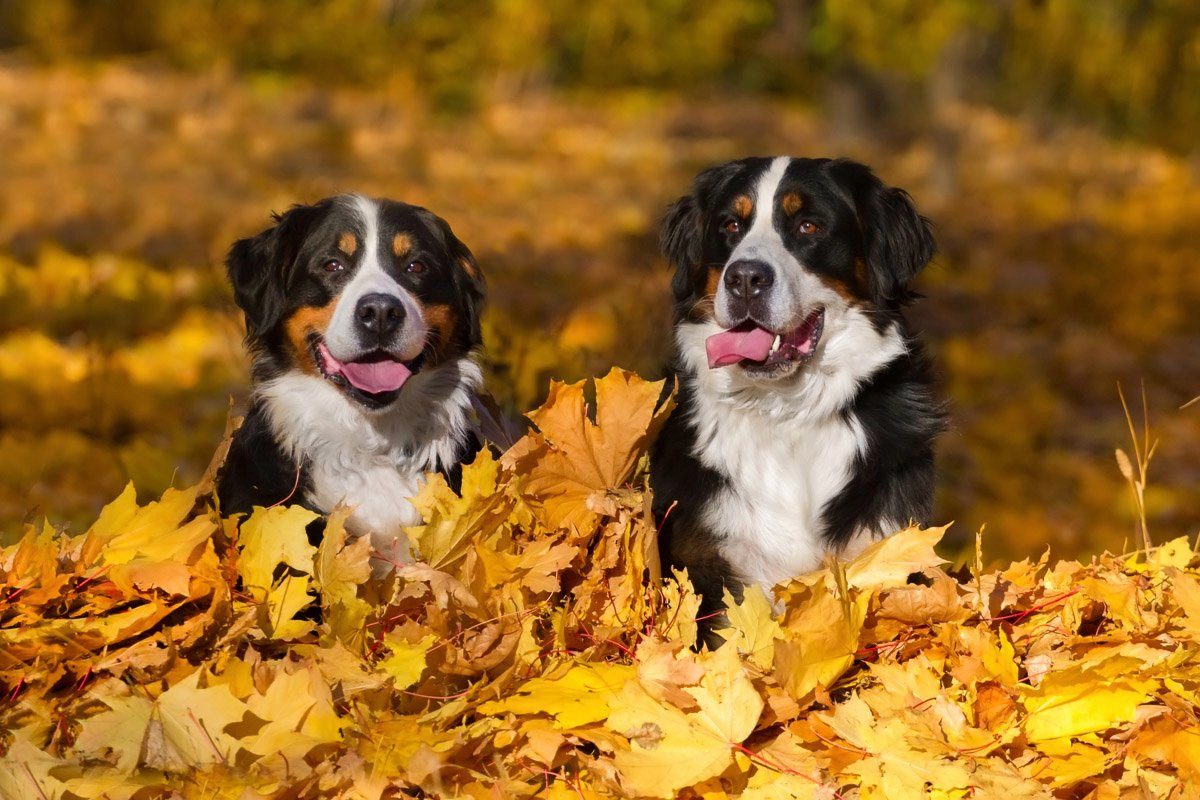 Papermoon Fototapete Hunde in Blätterhaufen