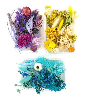 Trockenblume Farblich sortierte Box mit getrockneten Blumen - Gelb, Kunstharz.Art