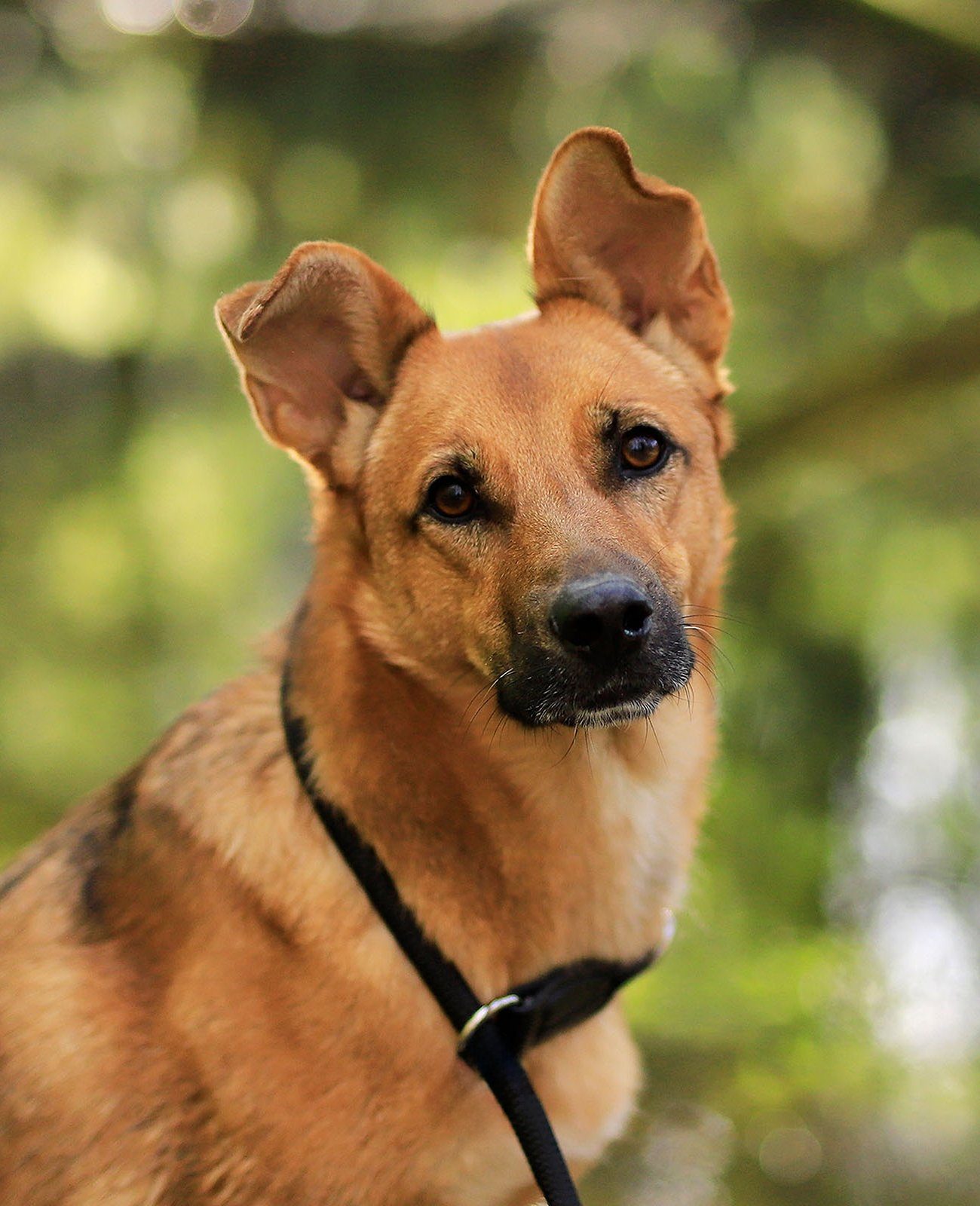 lionto Hunde-Halsband mit Zugstopp, Retrieverhalsband, Nylon, verstellbar & leicht mit Stoppring