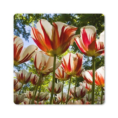 MuchoWow Gaming Mauspad Ein Garten mit roten und weißen Tulpen (1-St), Gaming, Rutschfester Unterseite, Mausunterlage, 80x80 cm, XXL, Großes