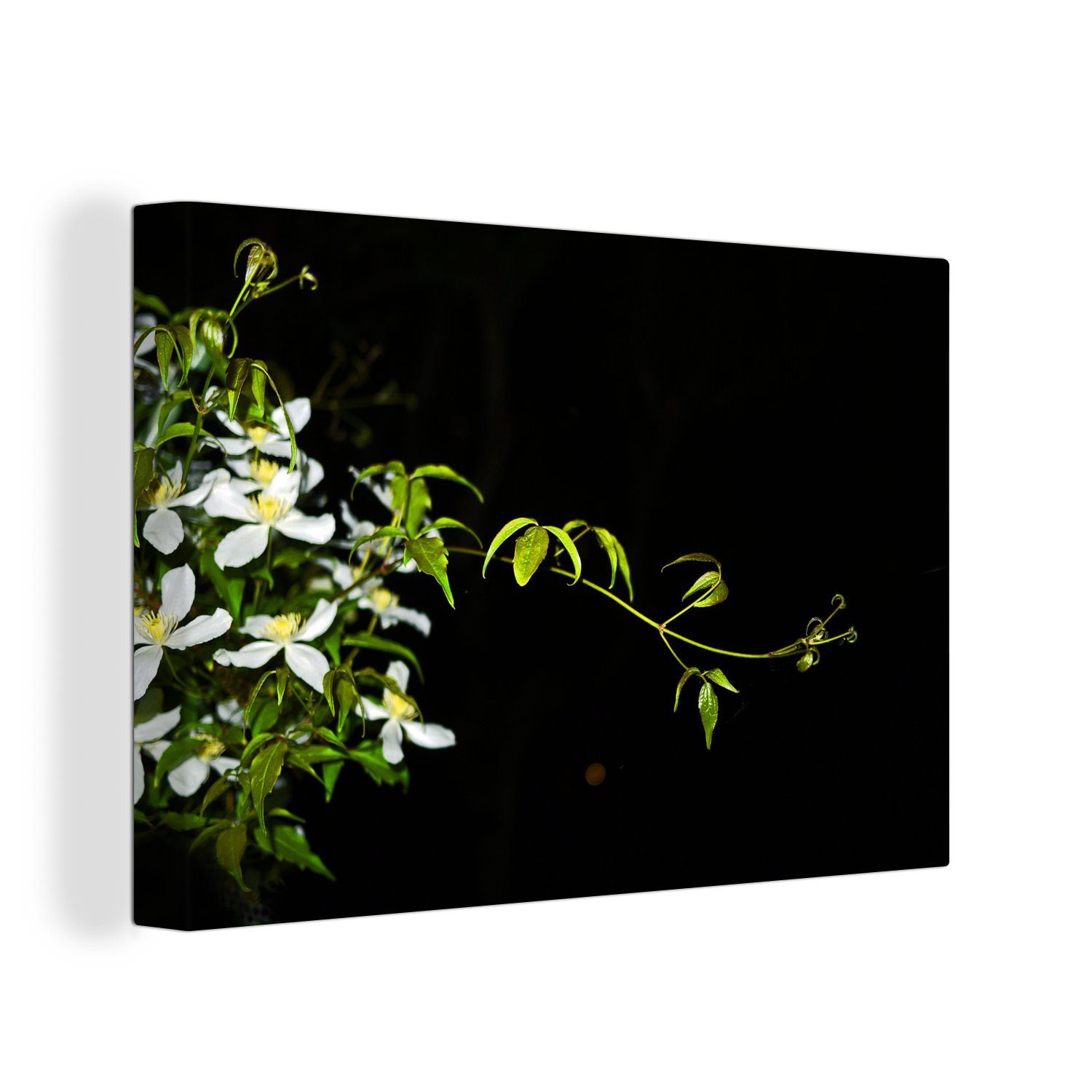 OneMillionCanvasses® Leinwandbild Ein kriechender Zweig einer weißen Clematis auf schwarzem Hintergrund, (1 St), Wandbild Leinwandbilder, Aufhängefertig, Wanddeko, 30x20 cm