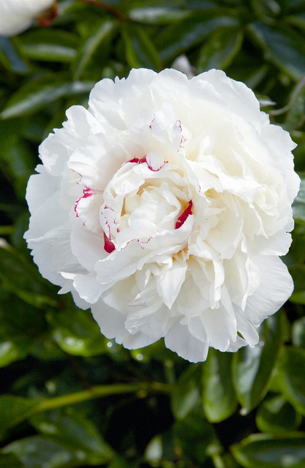 Pflanzen für Dich Staude Paeonia lactiflora 'Avalanche', 1 St., Edel-Pfingstrose, Chinesische Pfingstrose