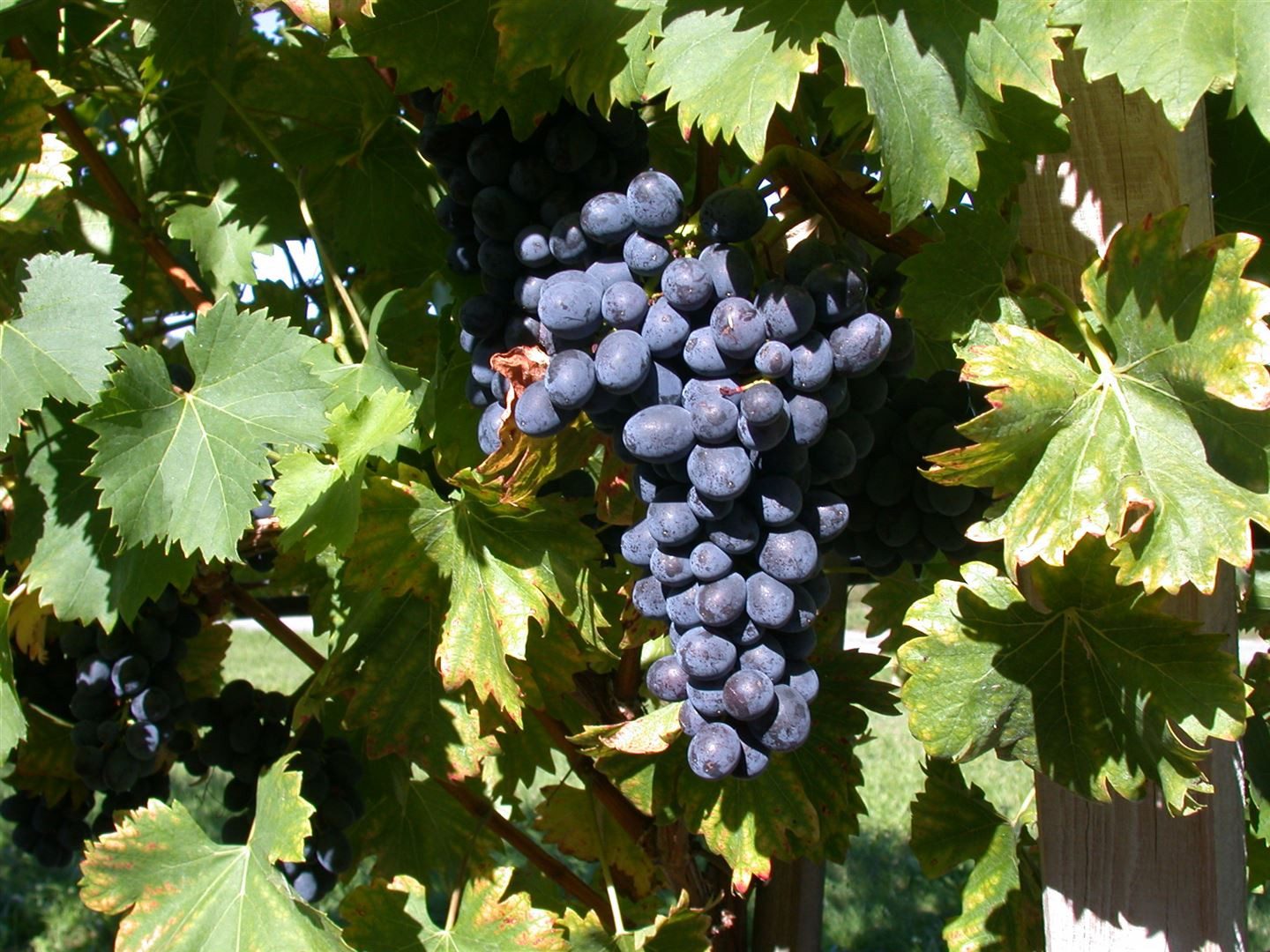 Pflanzen für Dich Obstpflanze Vitis vinifera Nero, 1 St., Weinrebe, Tafeltraube, dunkelblau, pilzresistent