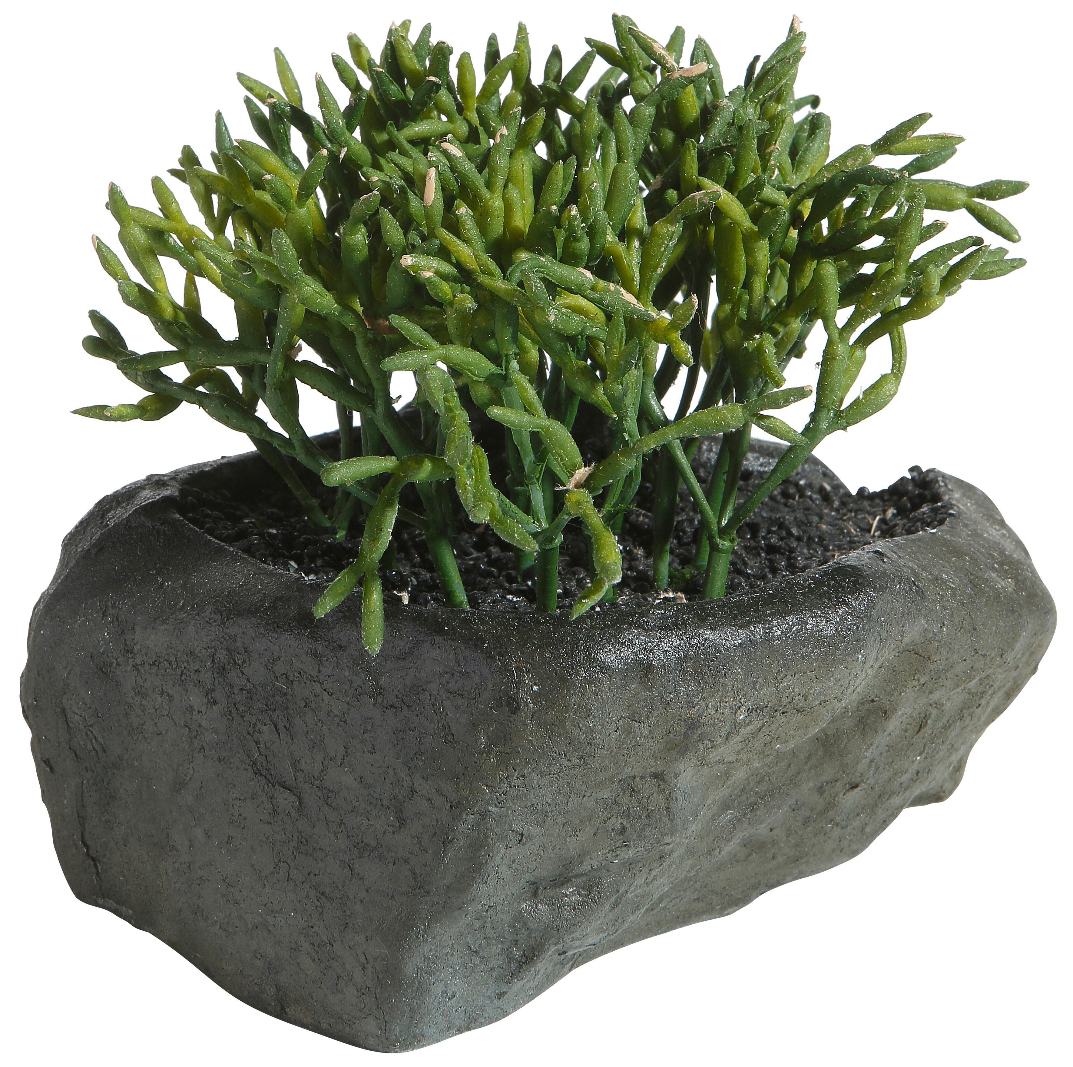 Kunstpflanze Sukkulenten, Home affaire, Höhe 12 cm, 4er Set