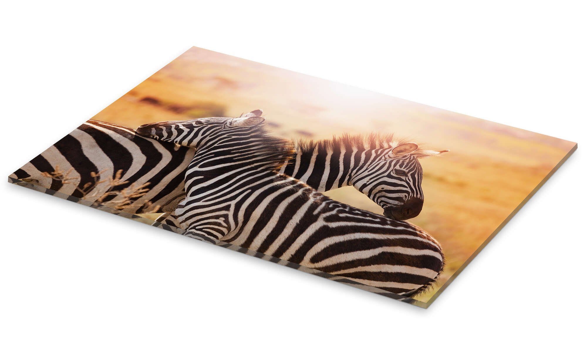 Posterlounge Wandbild Zebrastute mit Fohlen, Kenia, Editors Choice, erhältlich als Poster, Leinwandbild, Wandsticker oder Acrylglasbild